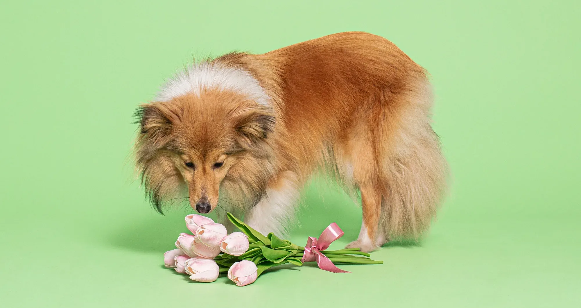 Picture of What spring flowers are toxic to dogs? | London Daily News