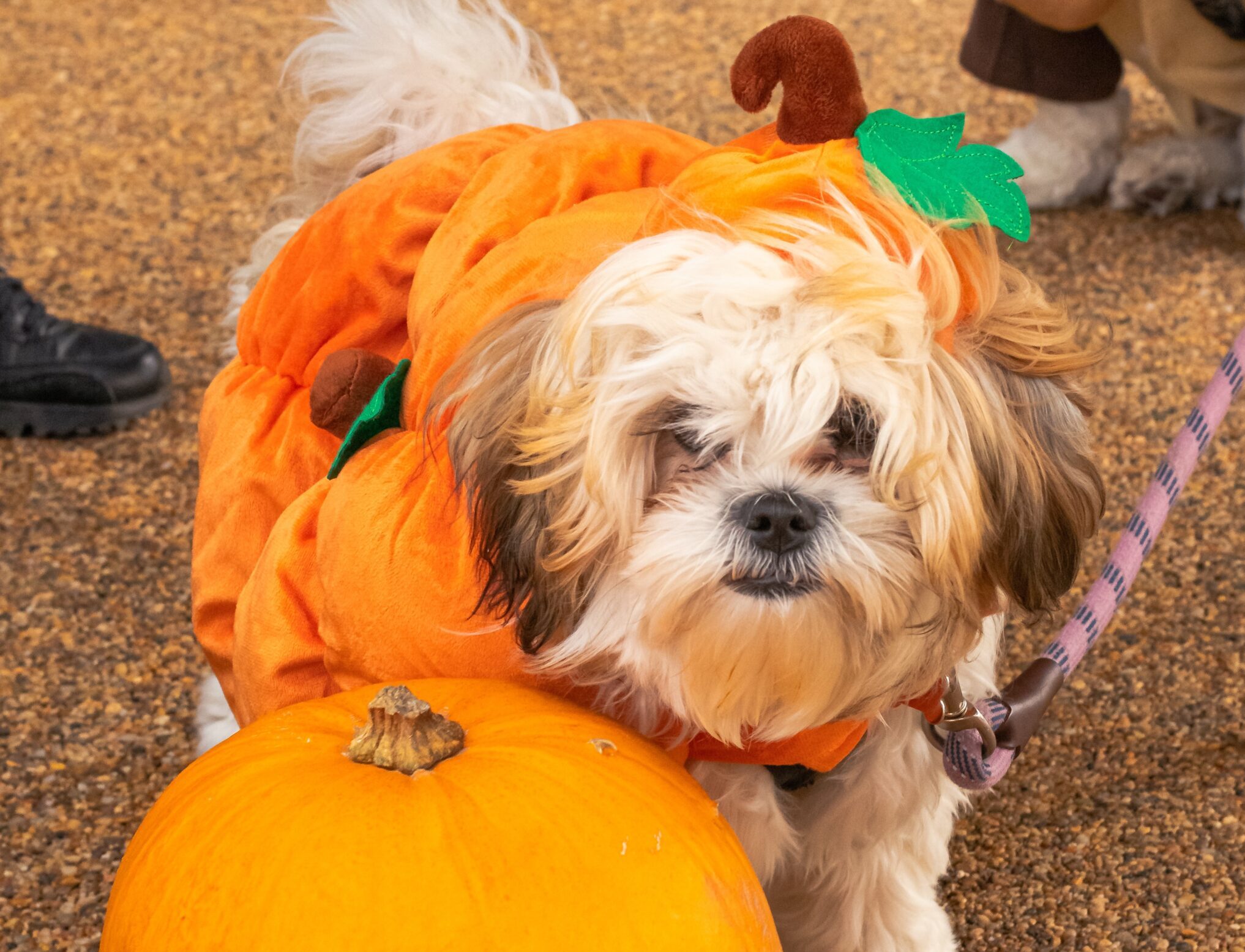Halloween Pet Parade sees four-legged residents strut their stuff in Wembley Park