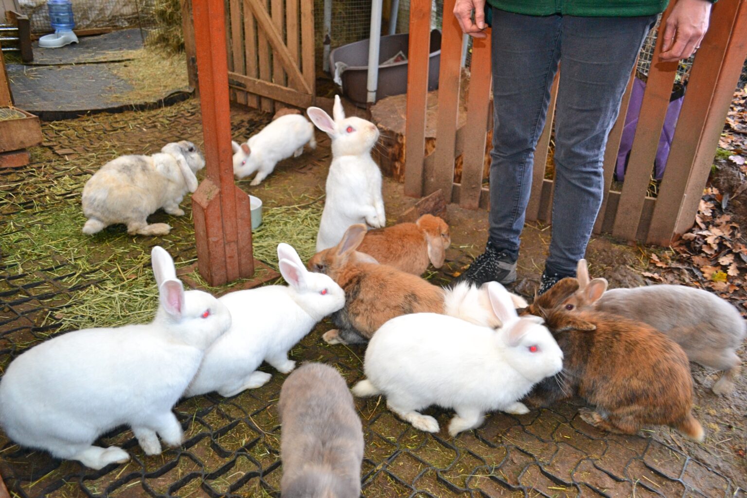 Urgent Campaign for Amnesty on Sale of New Rabbits | London Daily News