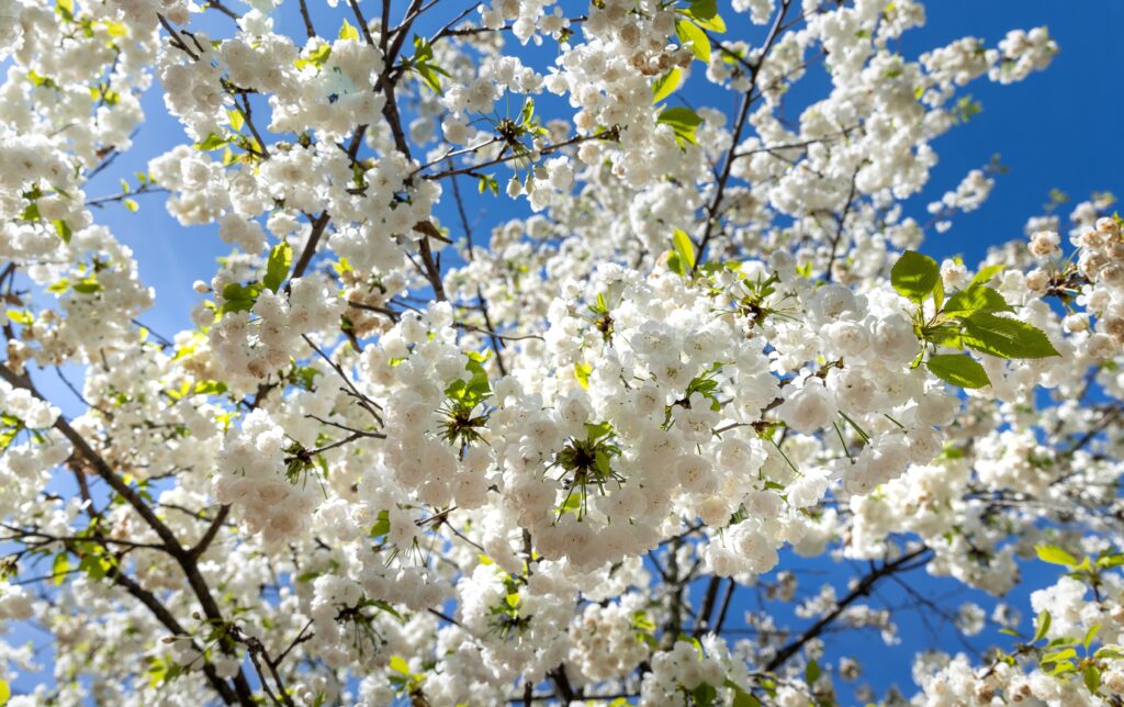 Where to see cherry blossom in London?