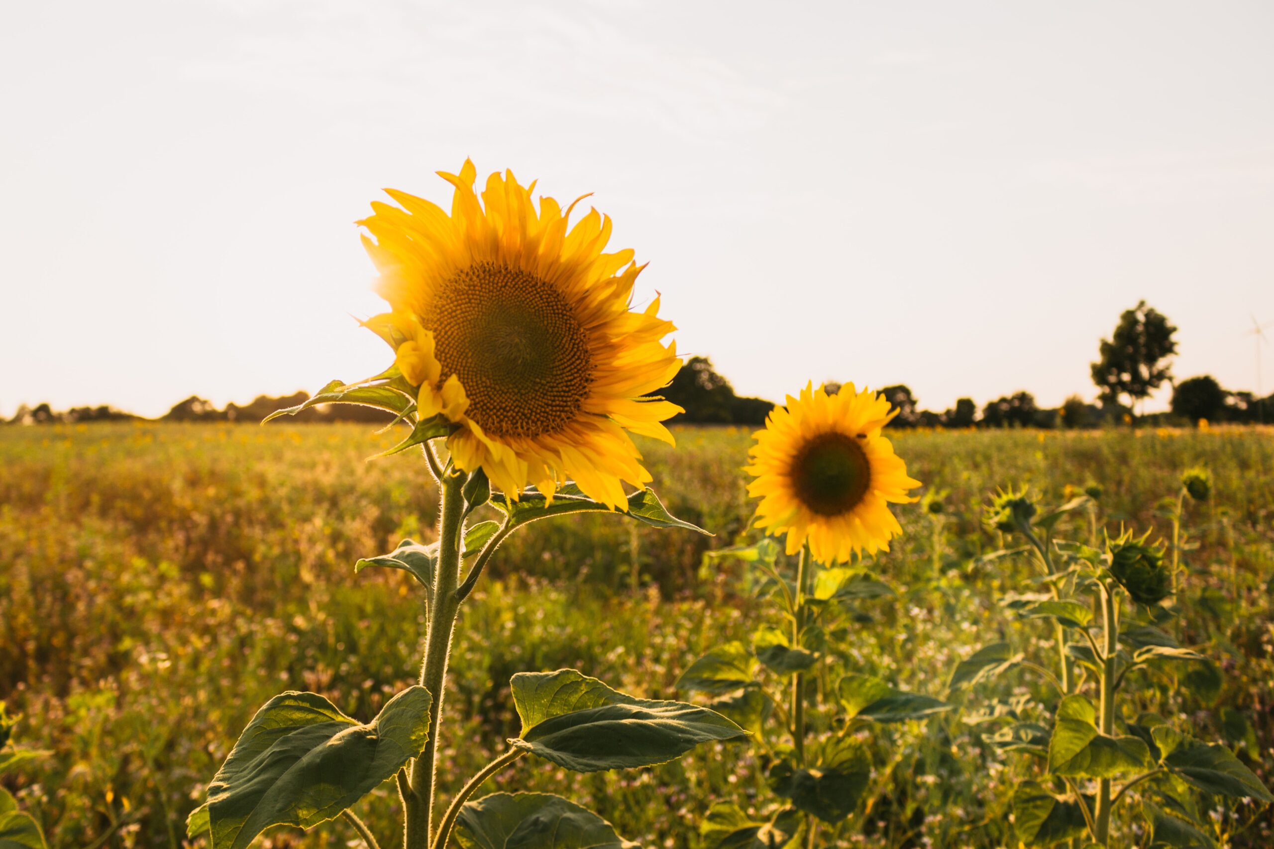Why are Londoners at risk of vitamin D deficiency?