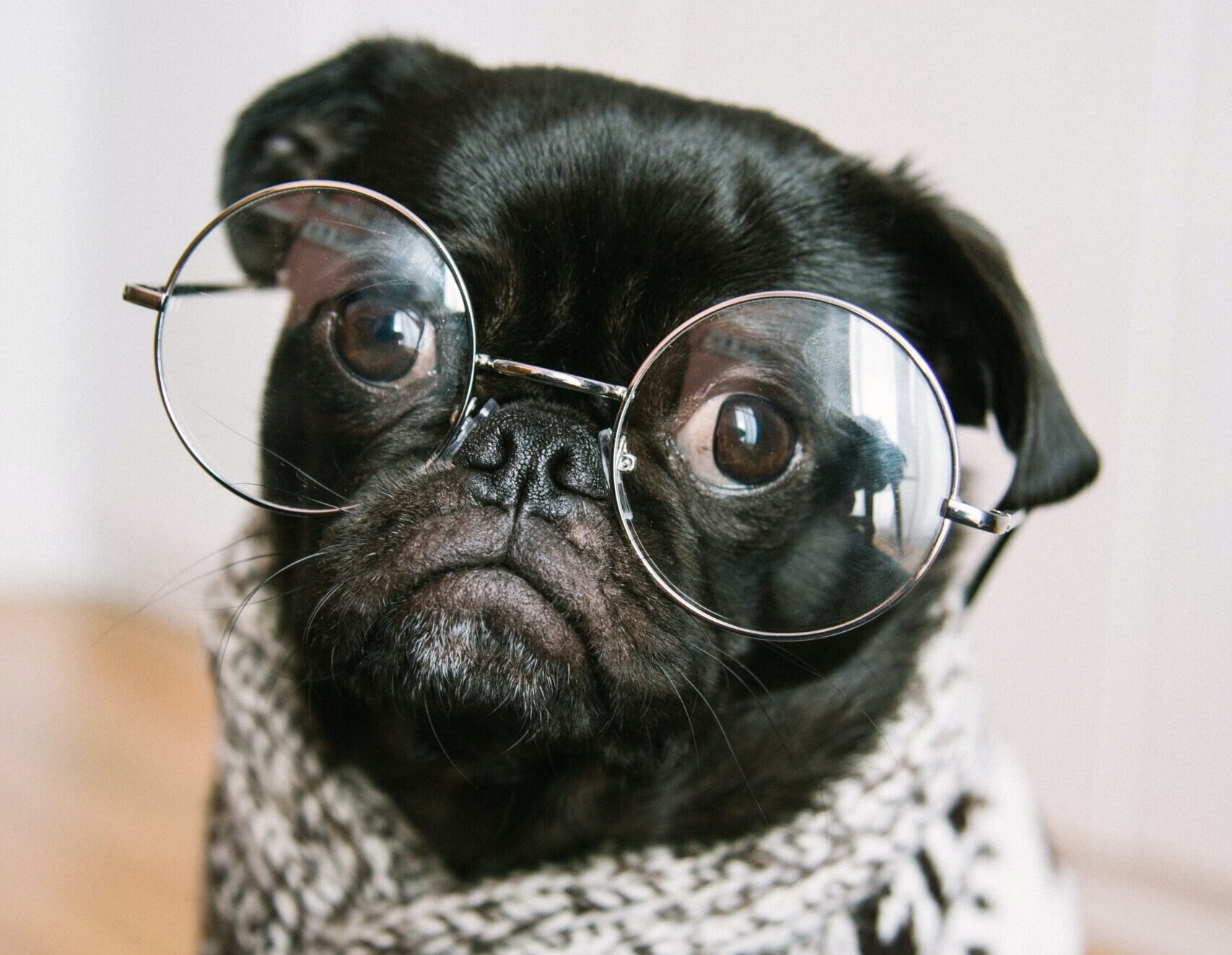 Pets behaving badly: The search for the UK’s most mischievous pet begins