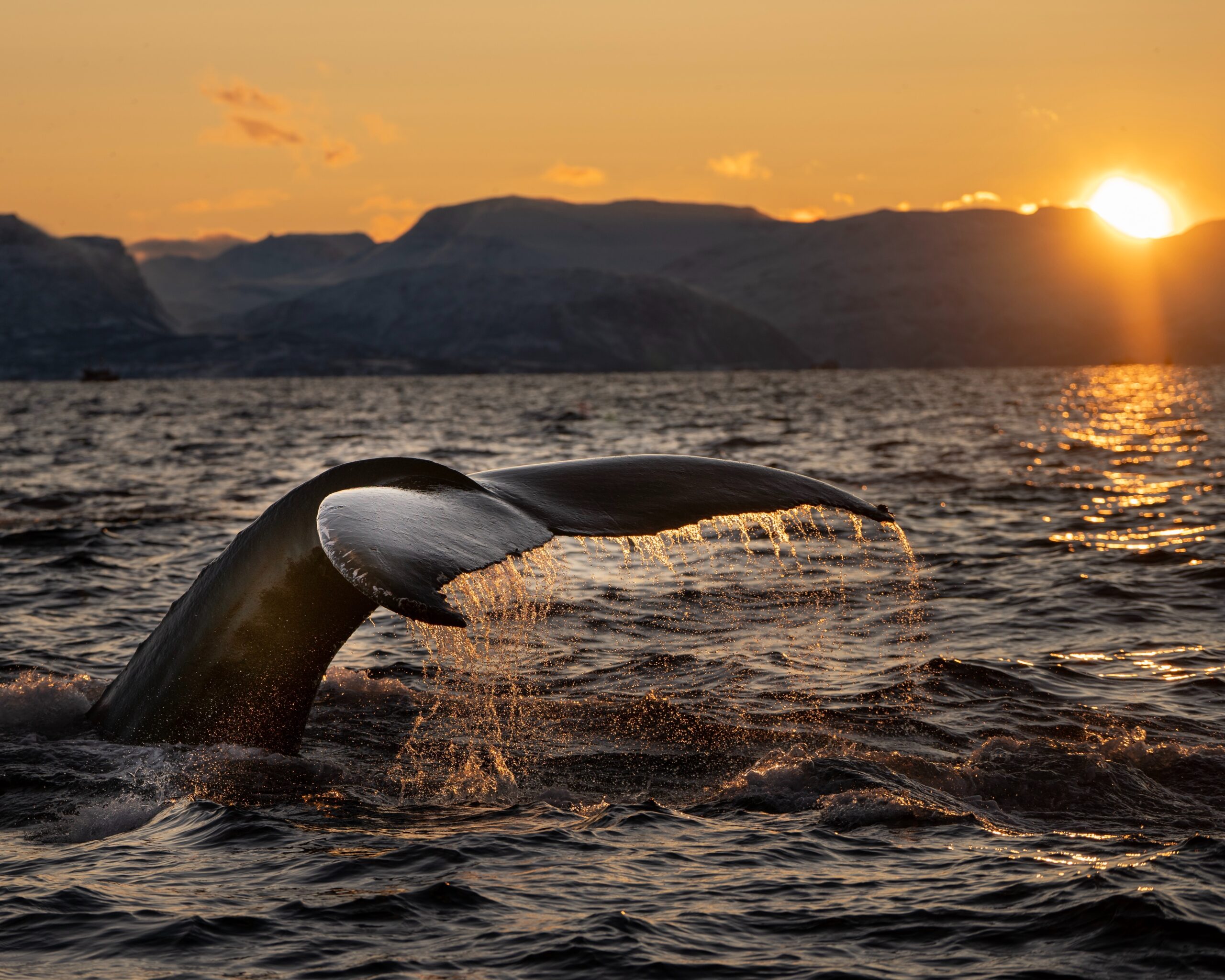 The winter sun destination for guaranteed whale watching, that Brits are yet to discover