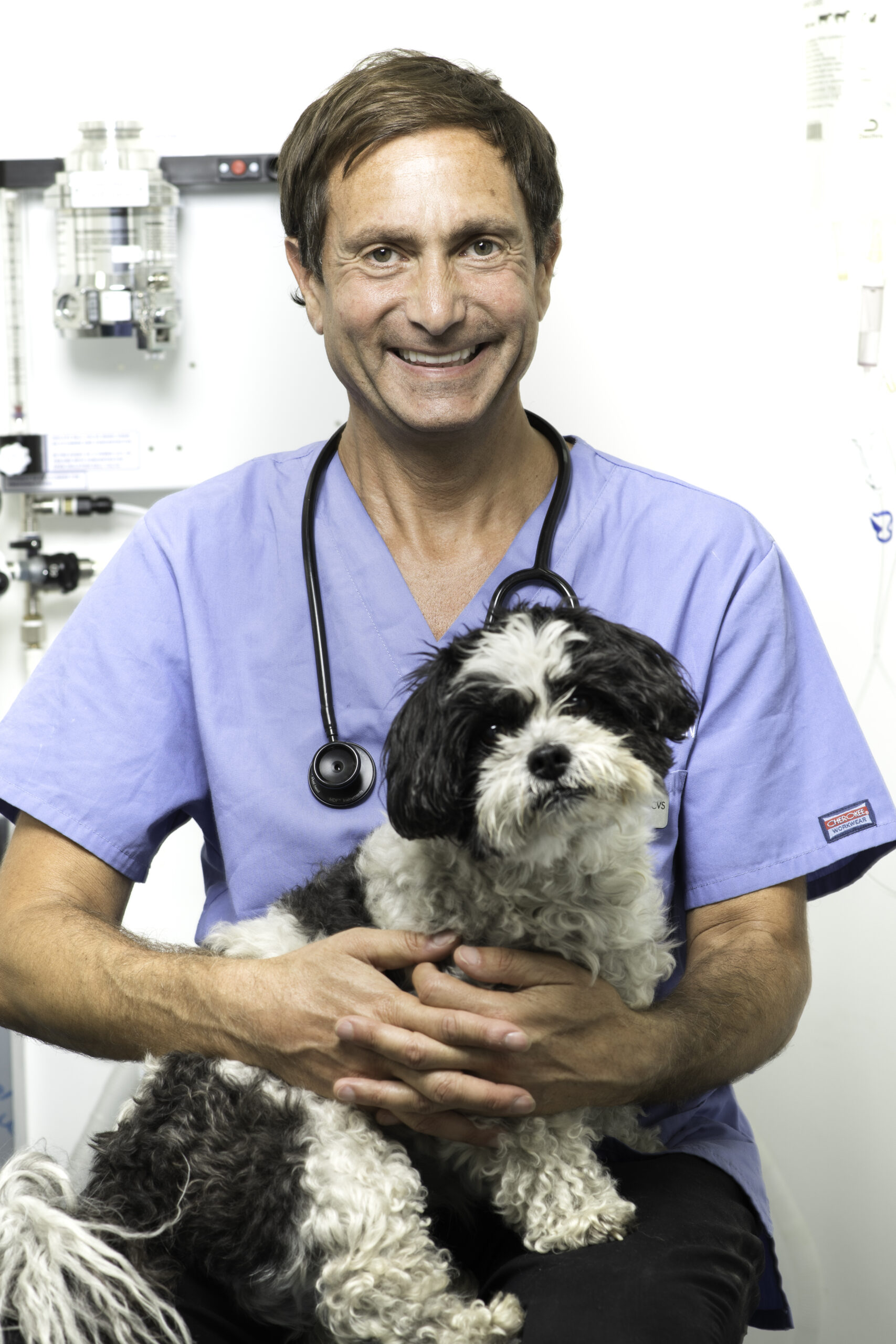 Treatment for canine arthritis in London A dog owner's guide London