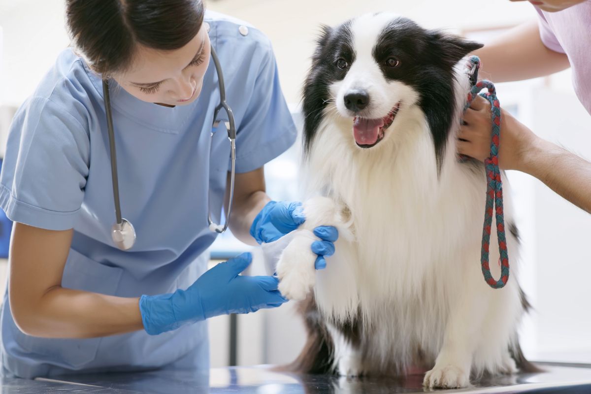 Treatment for canine arthritis in London: A dog owner’s guide