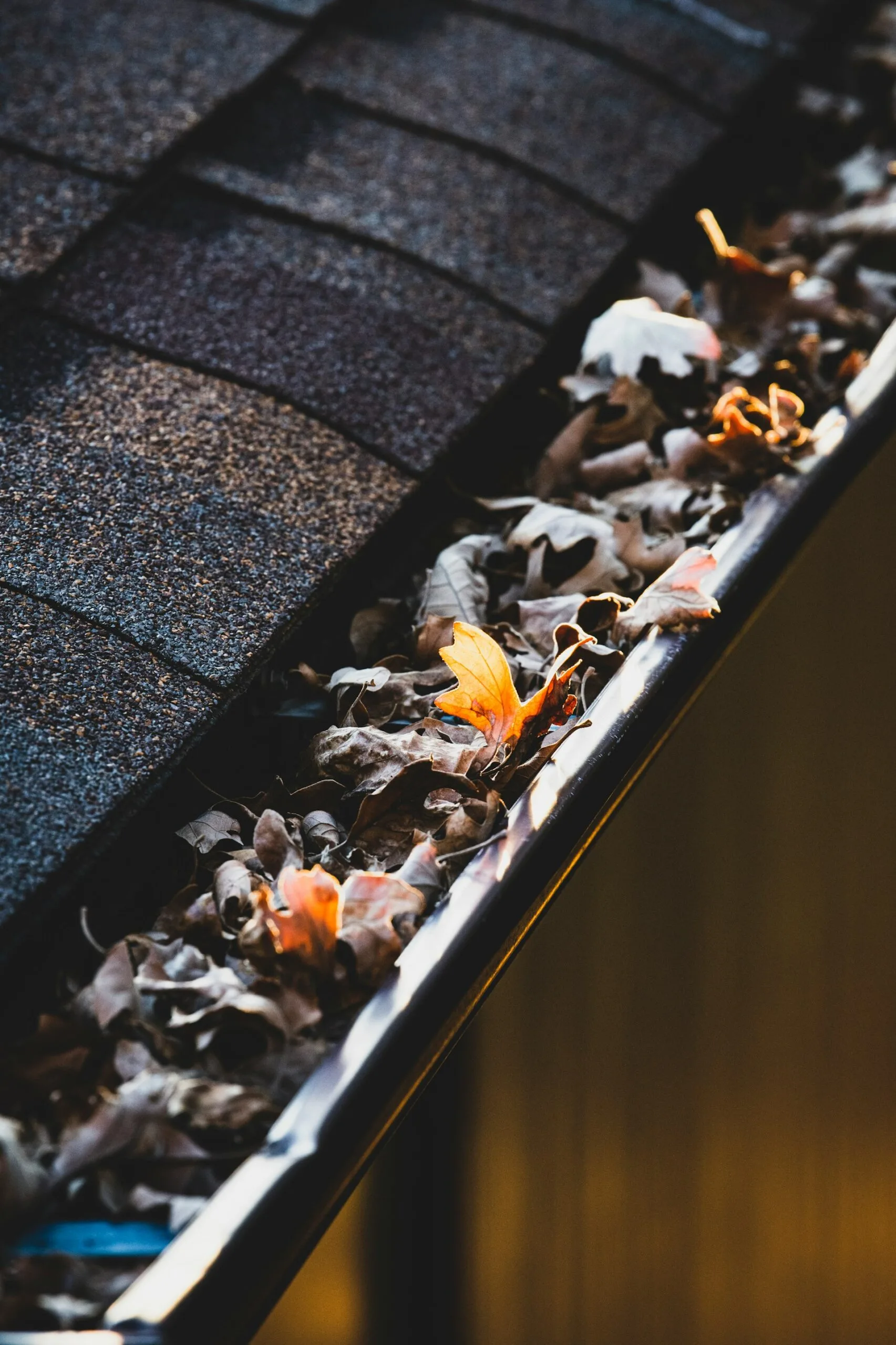 Expert warns that clogged gutters could lead to £1000s of damage & serious health implications