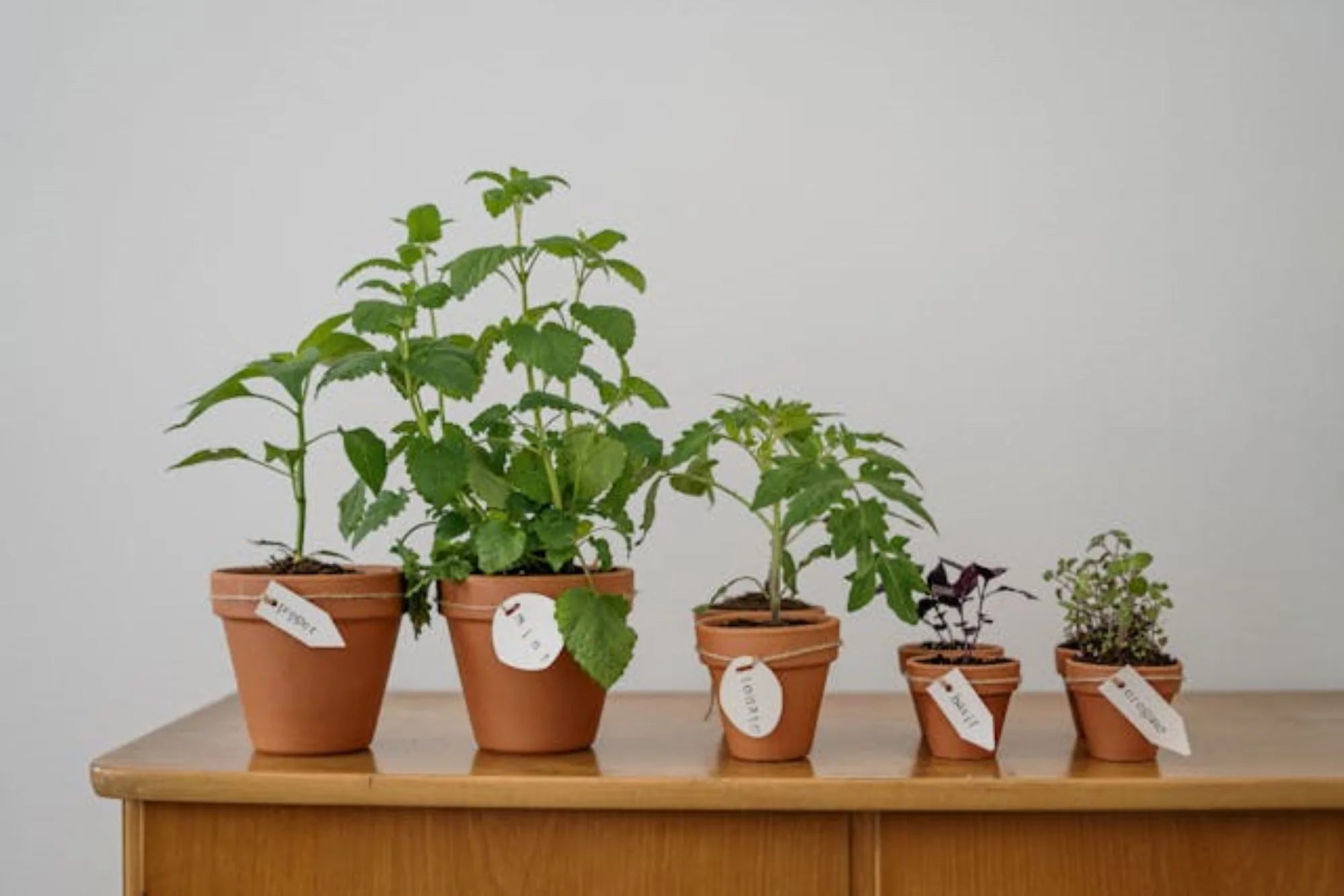 Growing bell peppers indoors: A step-by-step guide for year-round harvest |  London Daily News