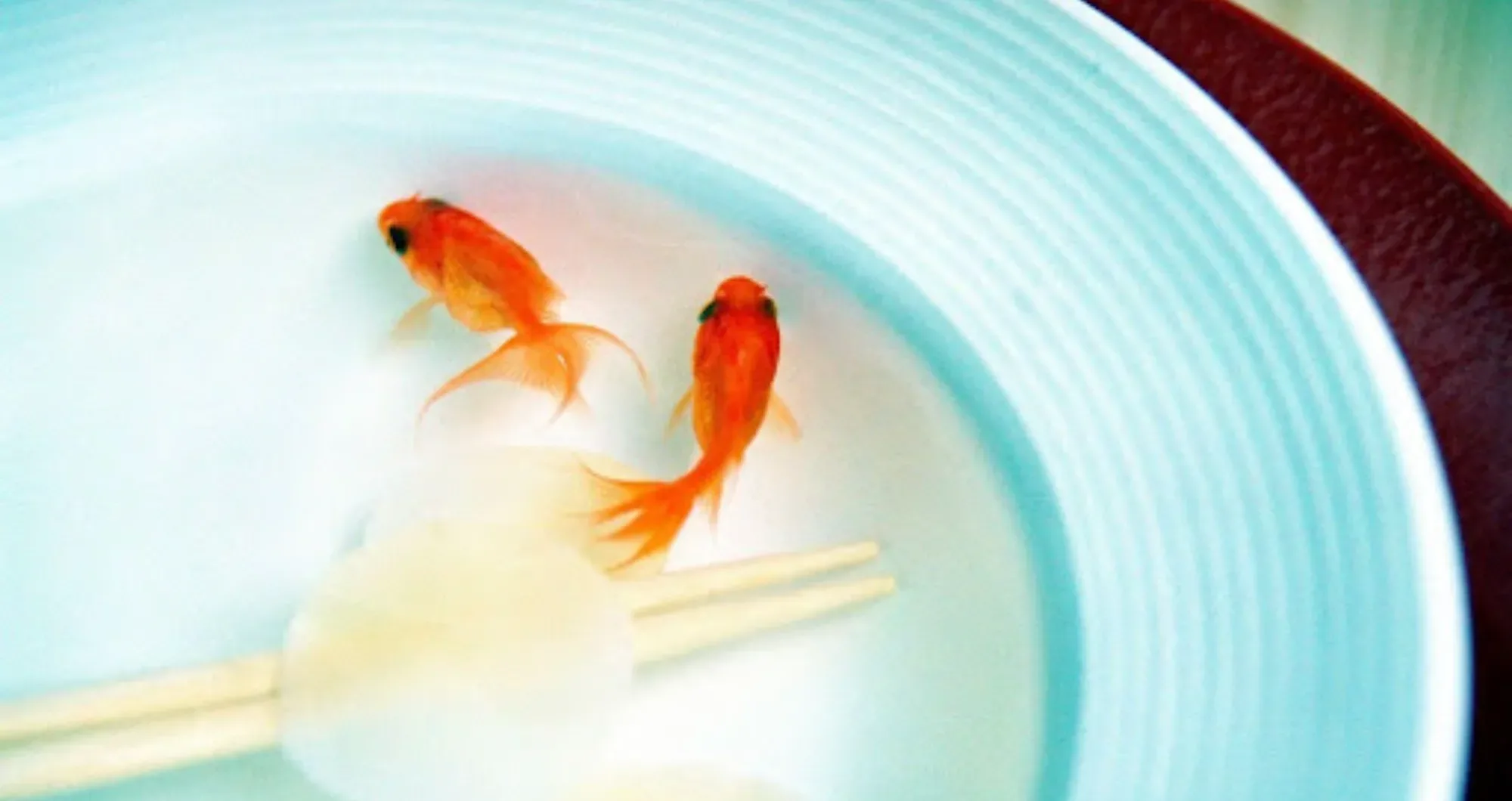 Goldfish Tank Size For Two Reference: The Ultimate Guide To Goldfish Tank Size How To Provide