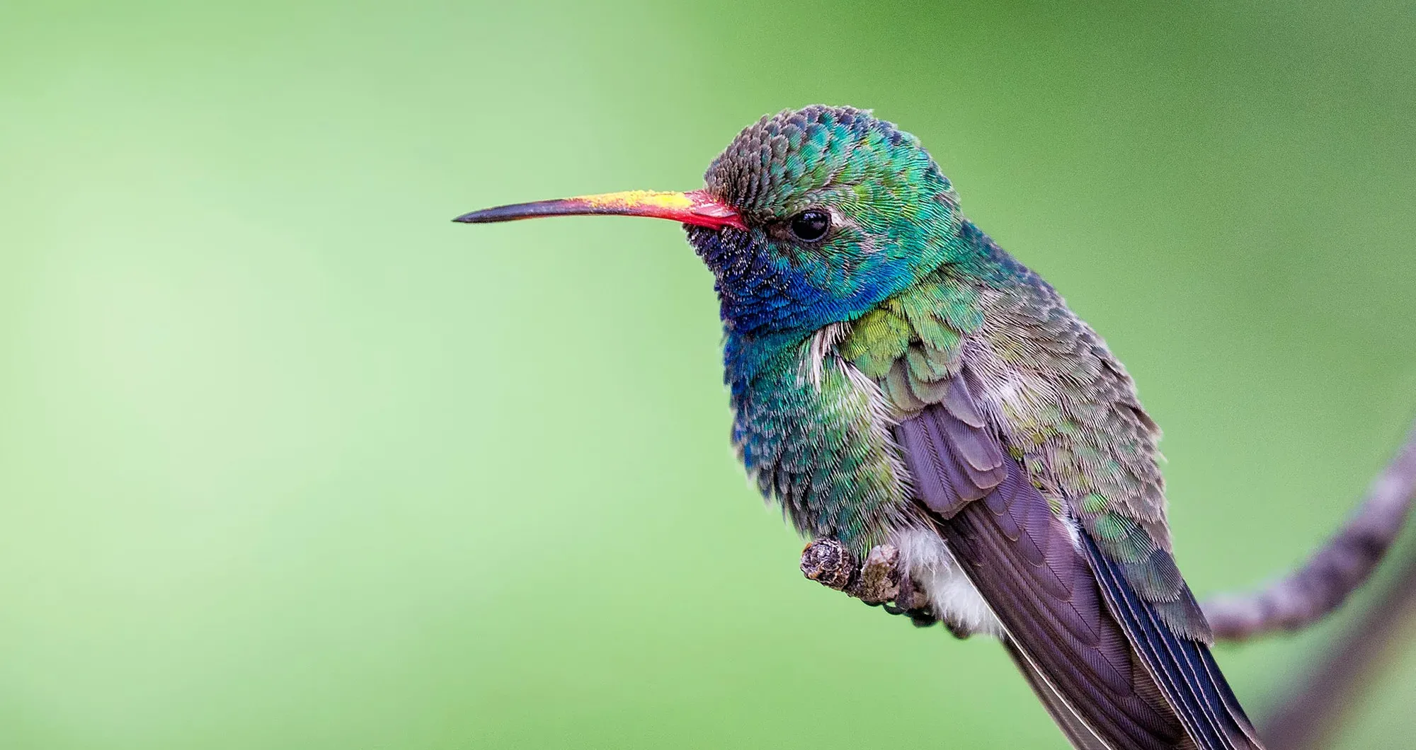 How do Hummingbirds sleep during winter? All about Torpor London