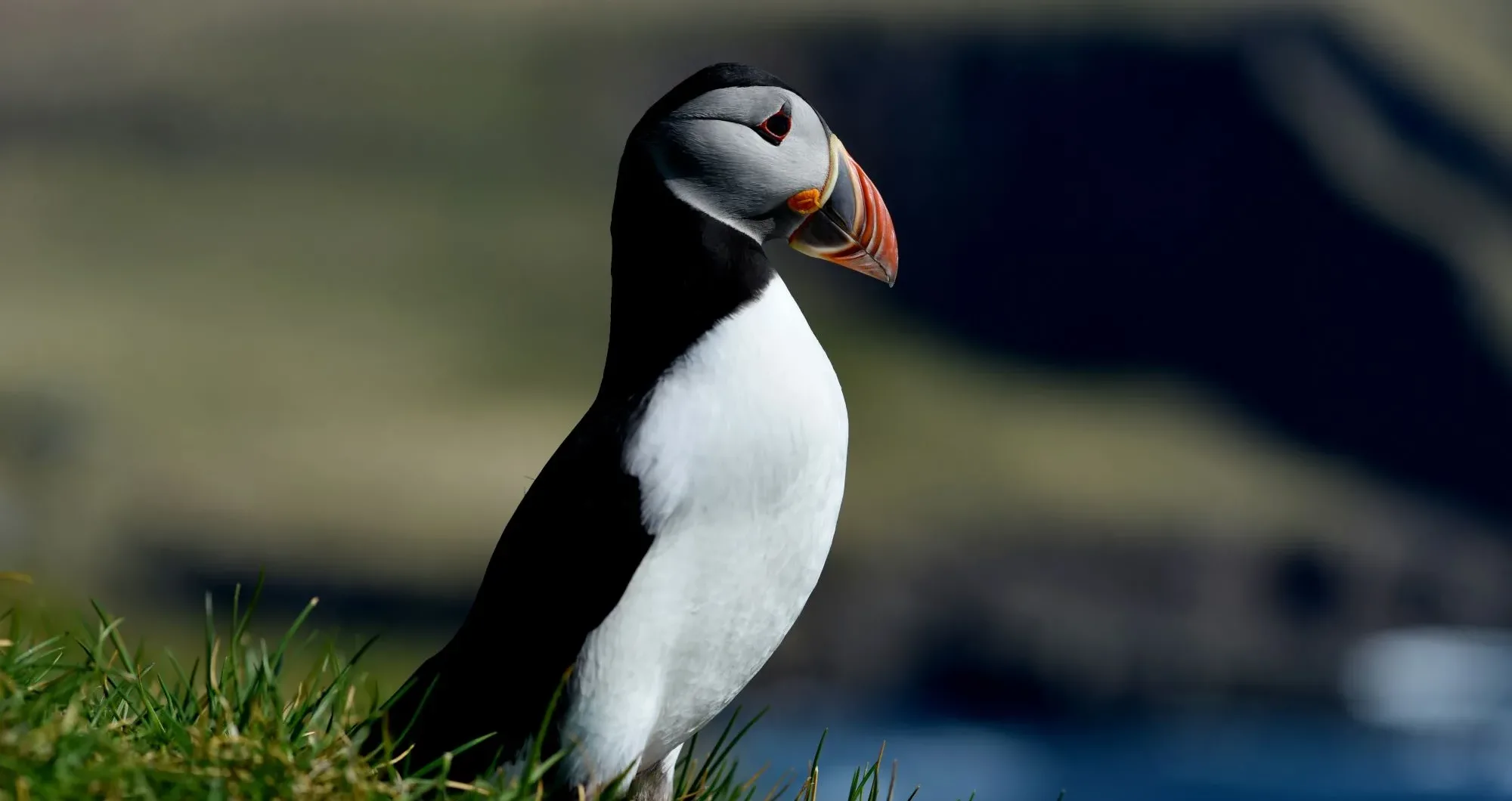 Discover UK's best wildlife photography hotspots | London Daily News
