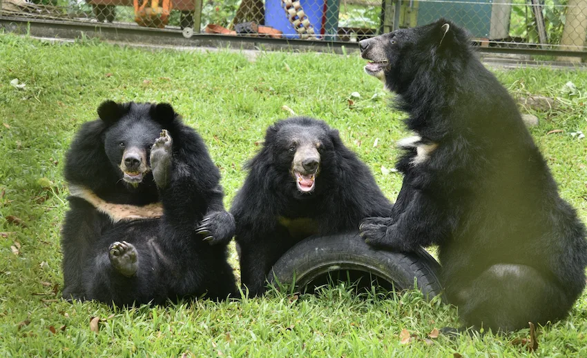 Happy Palentine’s Day: Celebrating the Bear-y Special Power of Friendship!