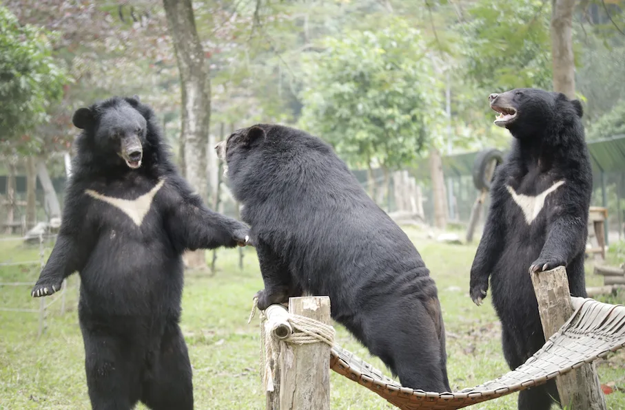Happy Palentine’s Day: Celebrating the Bear-y Special Power of Friendship!