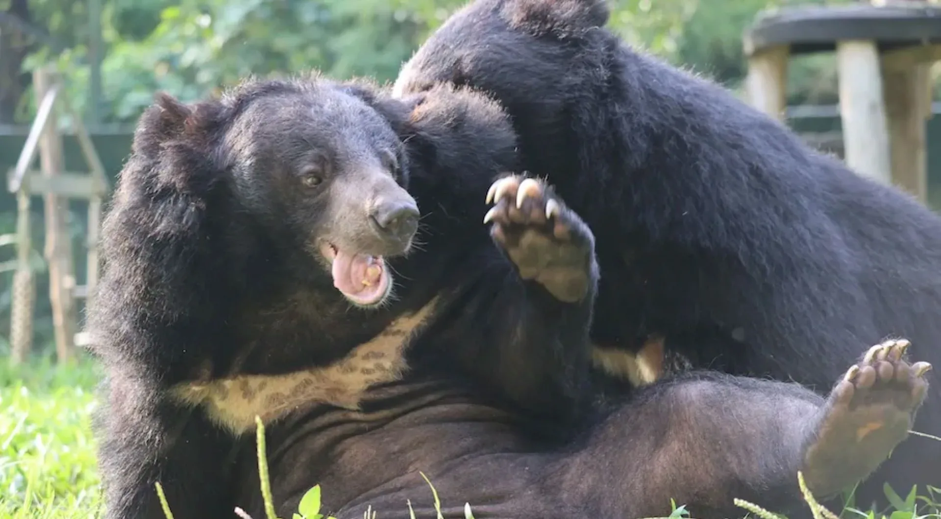 Happy Palentine’s Day: Celebrating the bear-y special power of friendship!