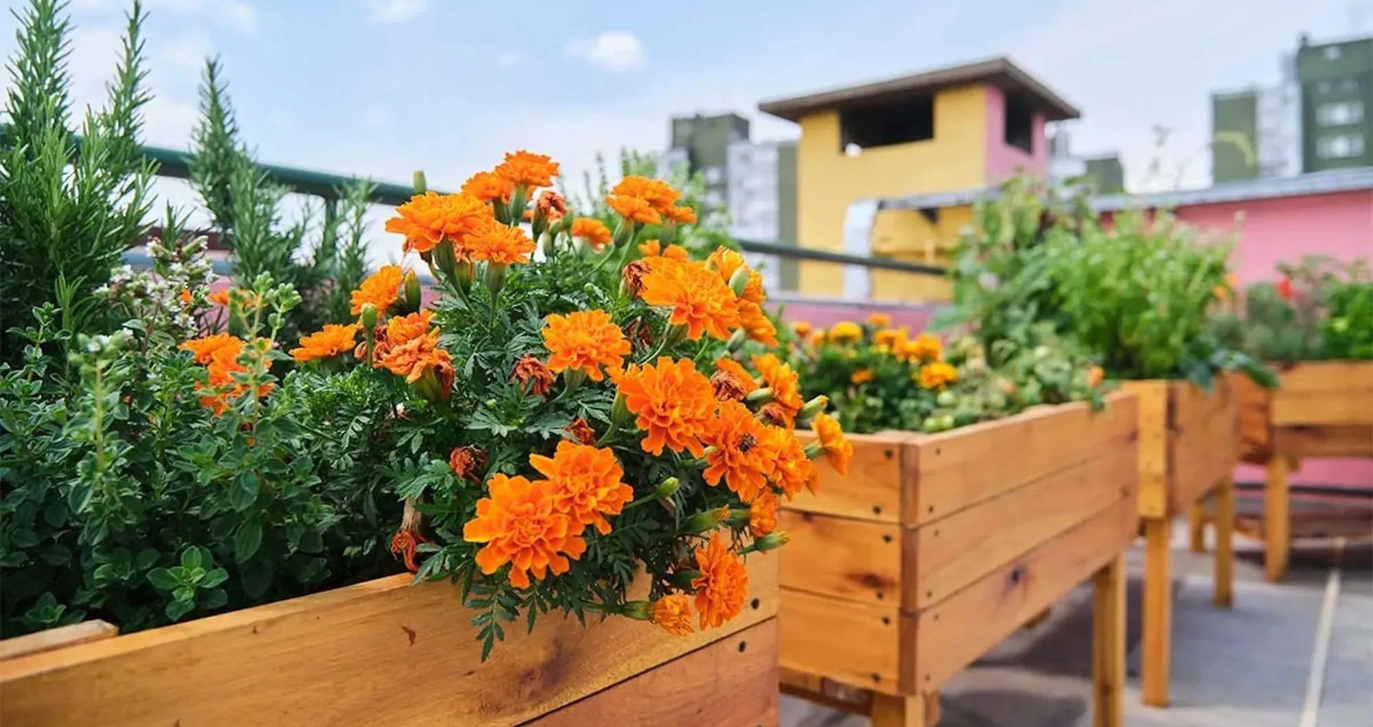 The easiest way to prepare your garden for spring 2025