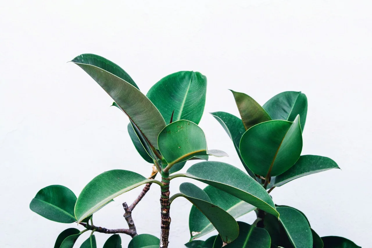 How to bring more greenery into small spaces