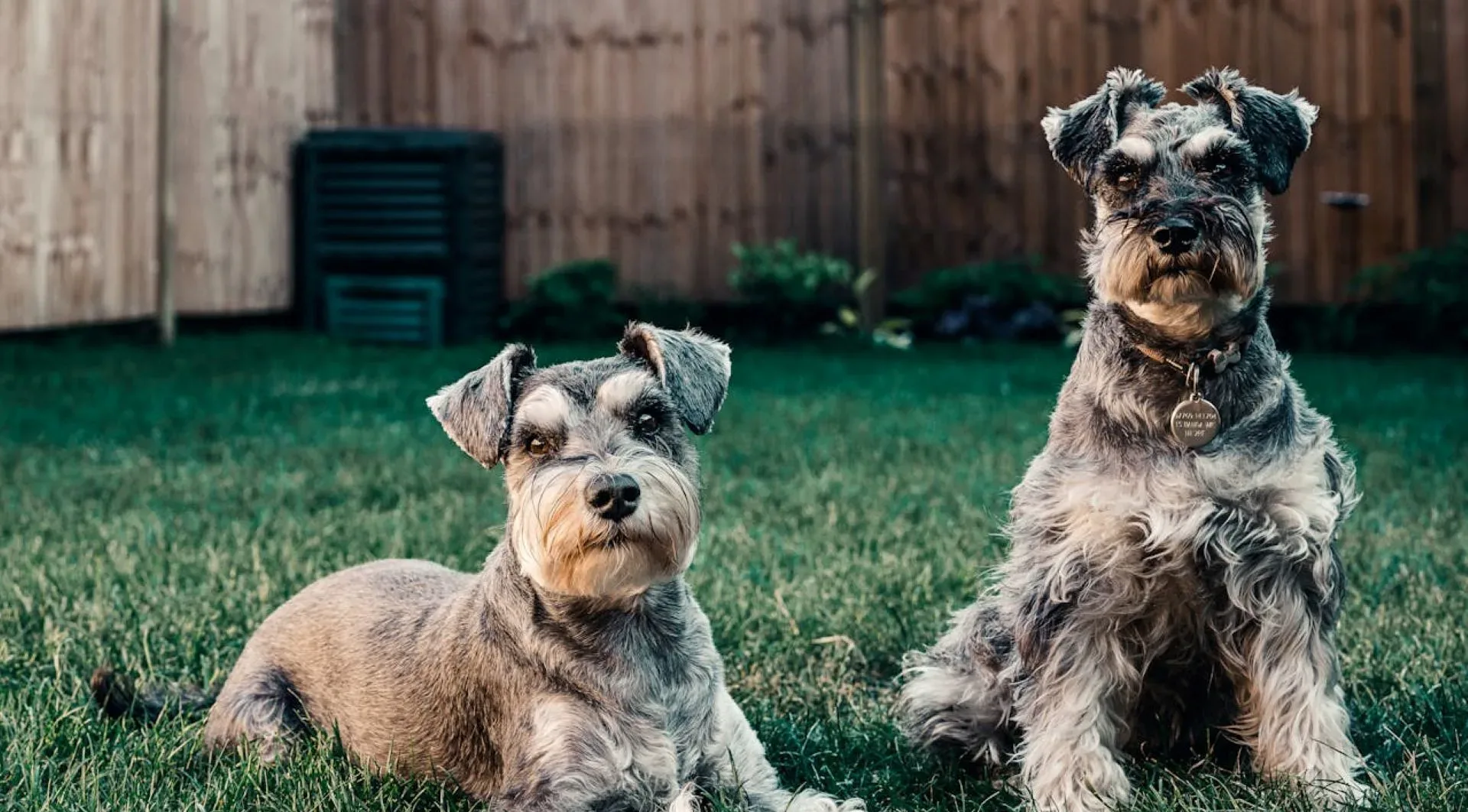 Paws & patios: Creating easy-care pet spaces in London