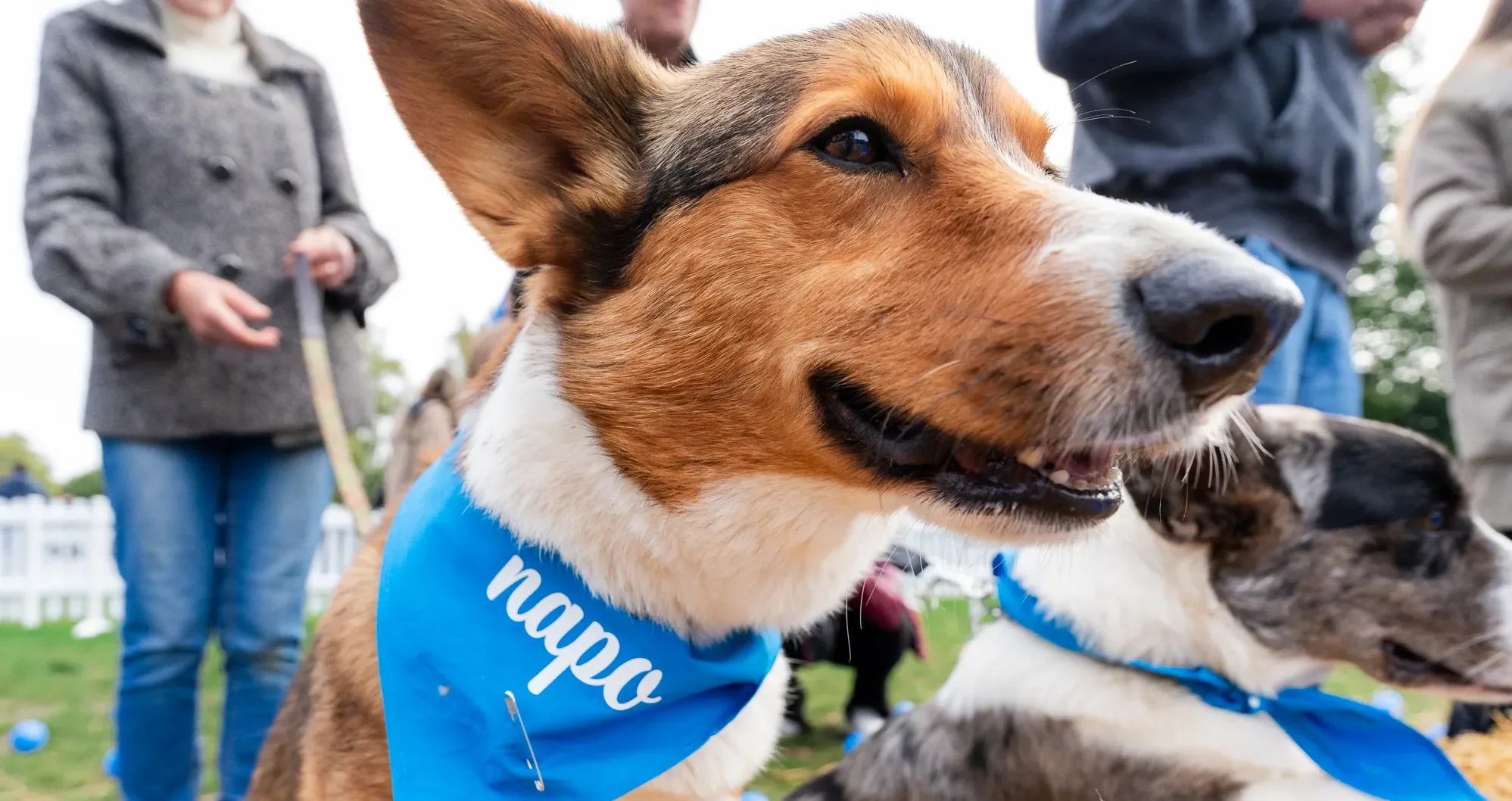 Searching for the UK’s next top pup! Napo Pet Insurance hosts puppy photoshoot casting in London