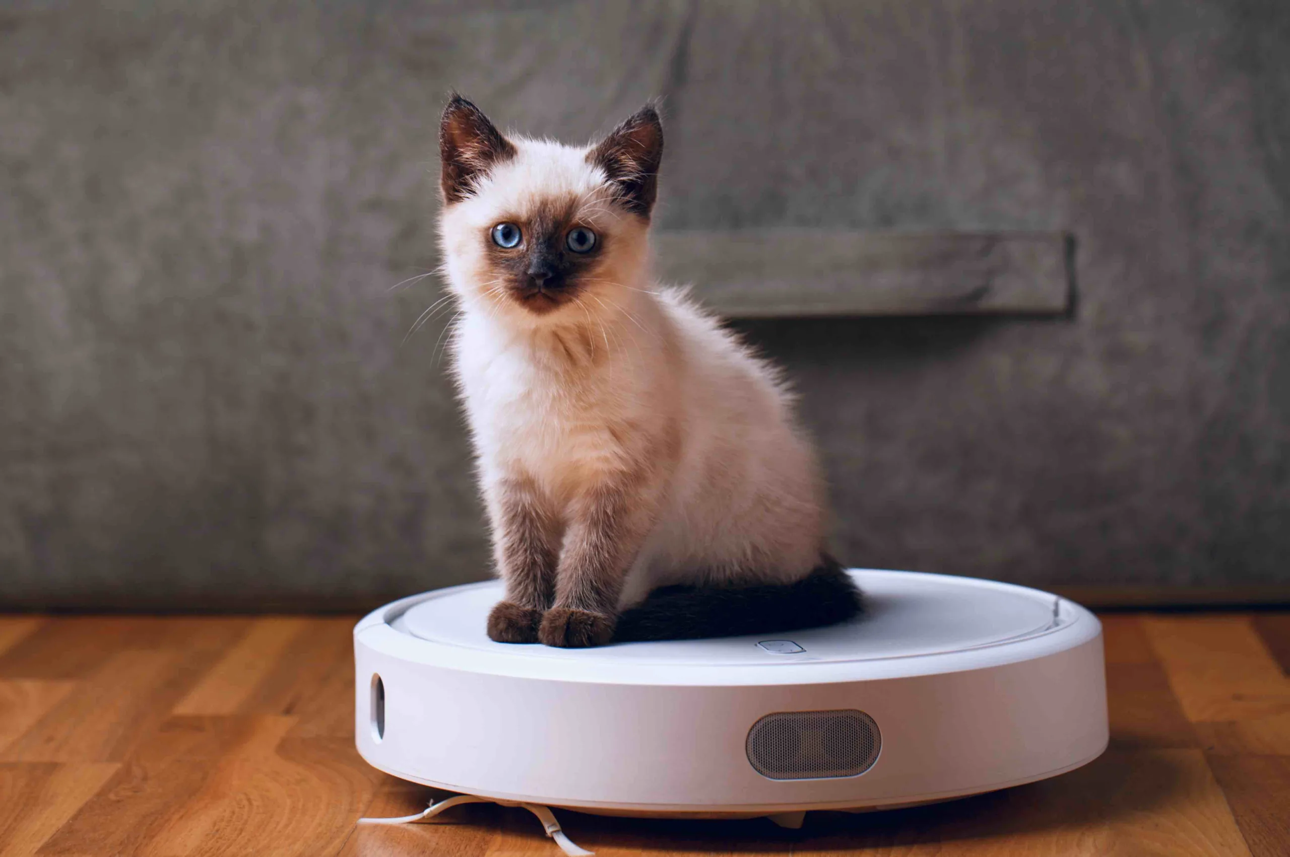 Six tips on how to purr-fectly spring clean with pets | London Daily News