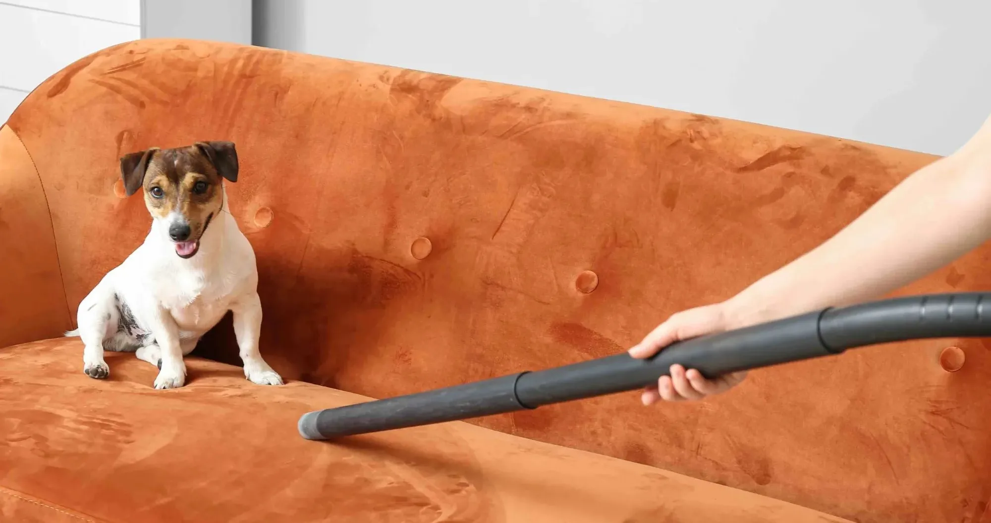 Six tips on how to purr-fectly spring clean with pets