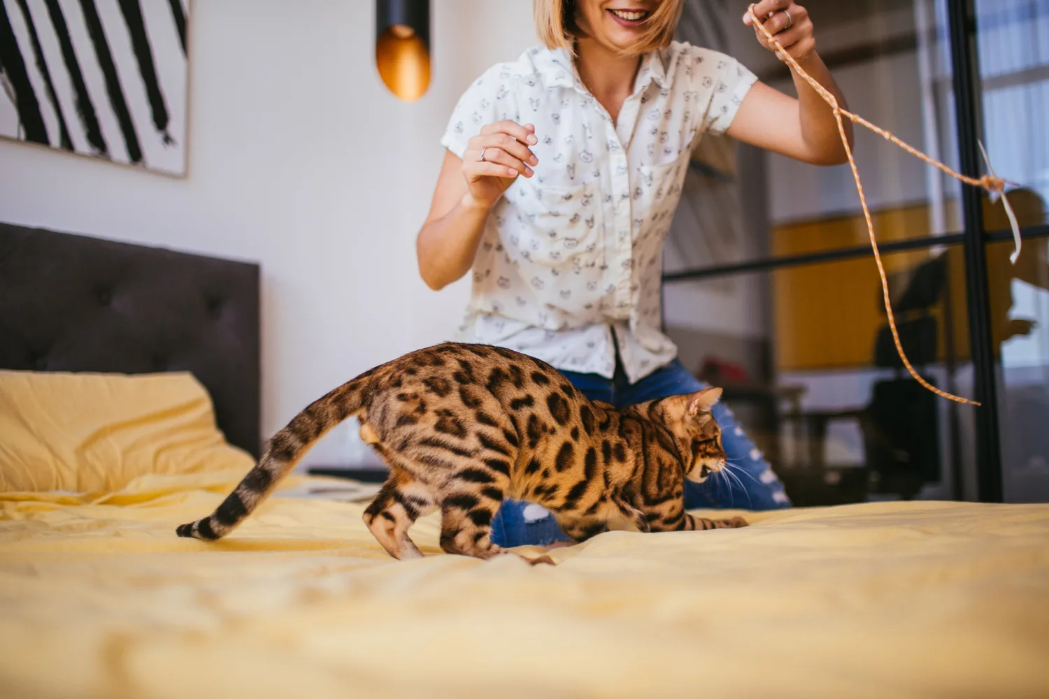 Life with a cat in a London flat: Challenges and joys | London Daily News