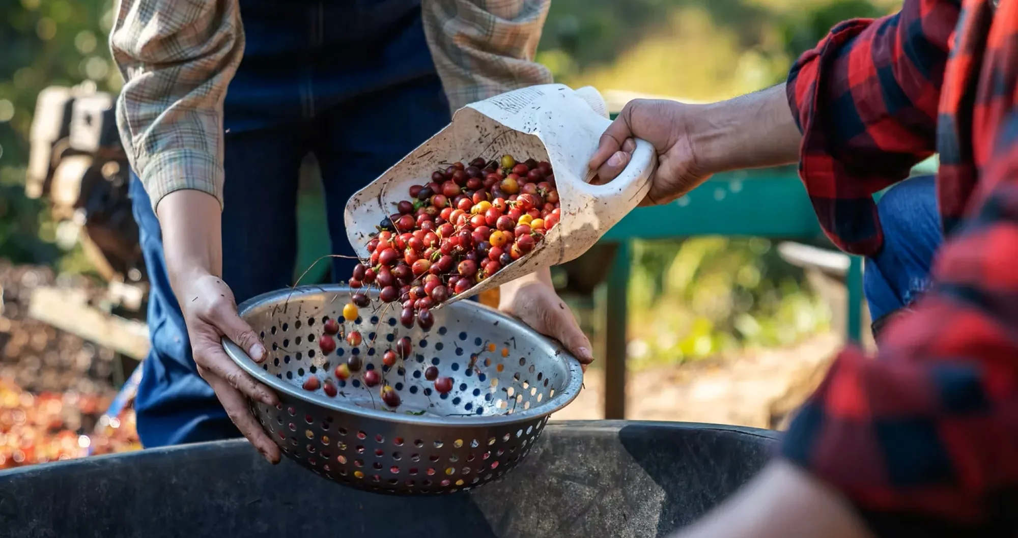 Koltiva digitally validates over 25,000 coffee producers across Latin America to advance traceability and sustainability in the coffee sector