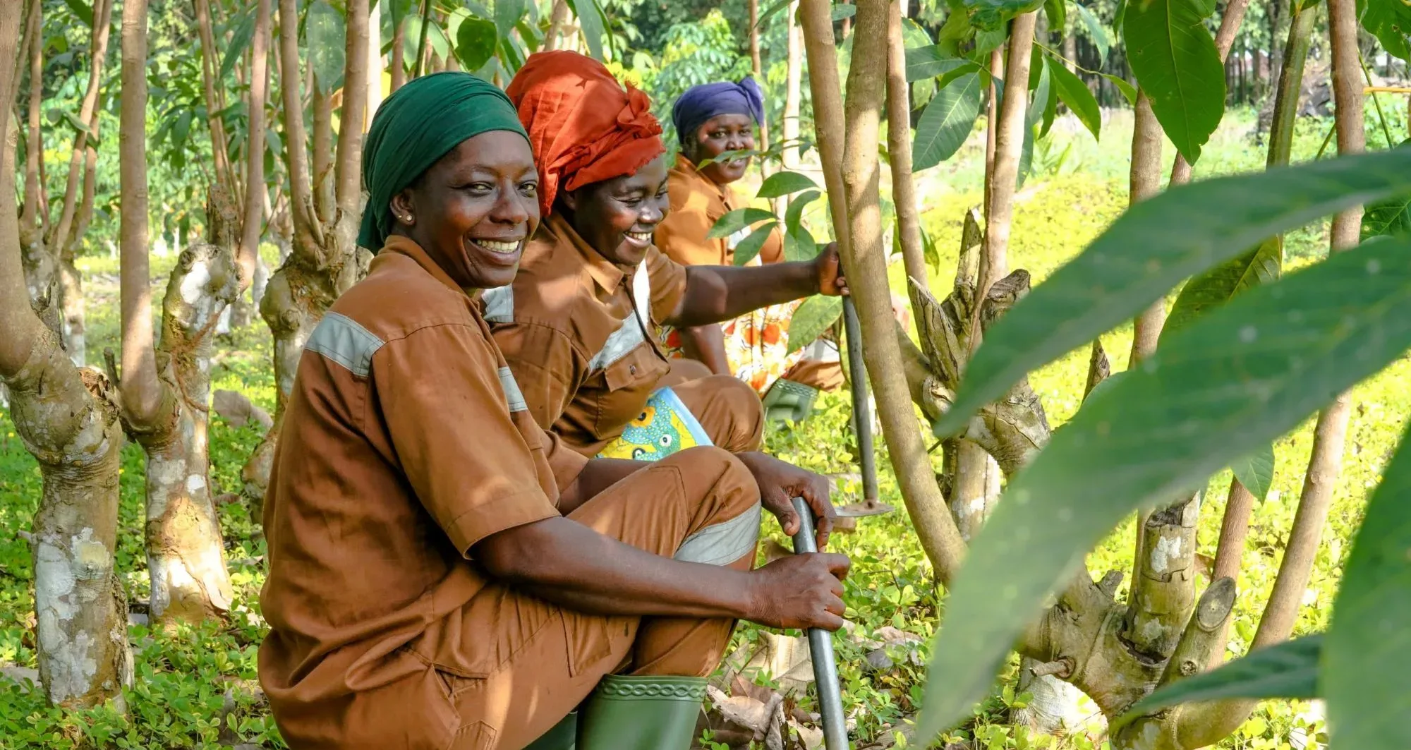 Socfin partners with KOLTIVA to advance EUDR compliance and lead in responsible supply chains