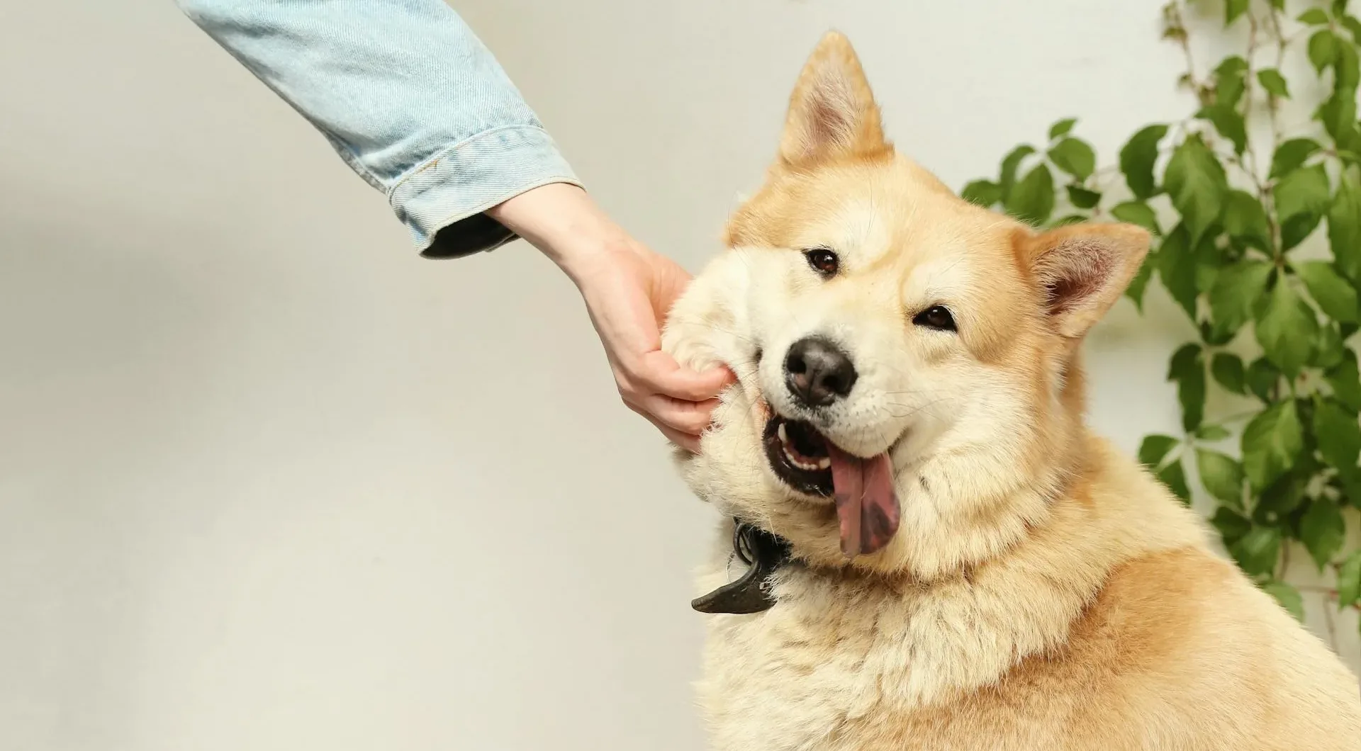 Ask PawChamp dog experts – your personal pocket dog trainer