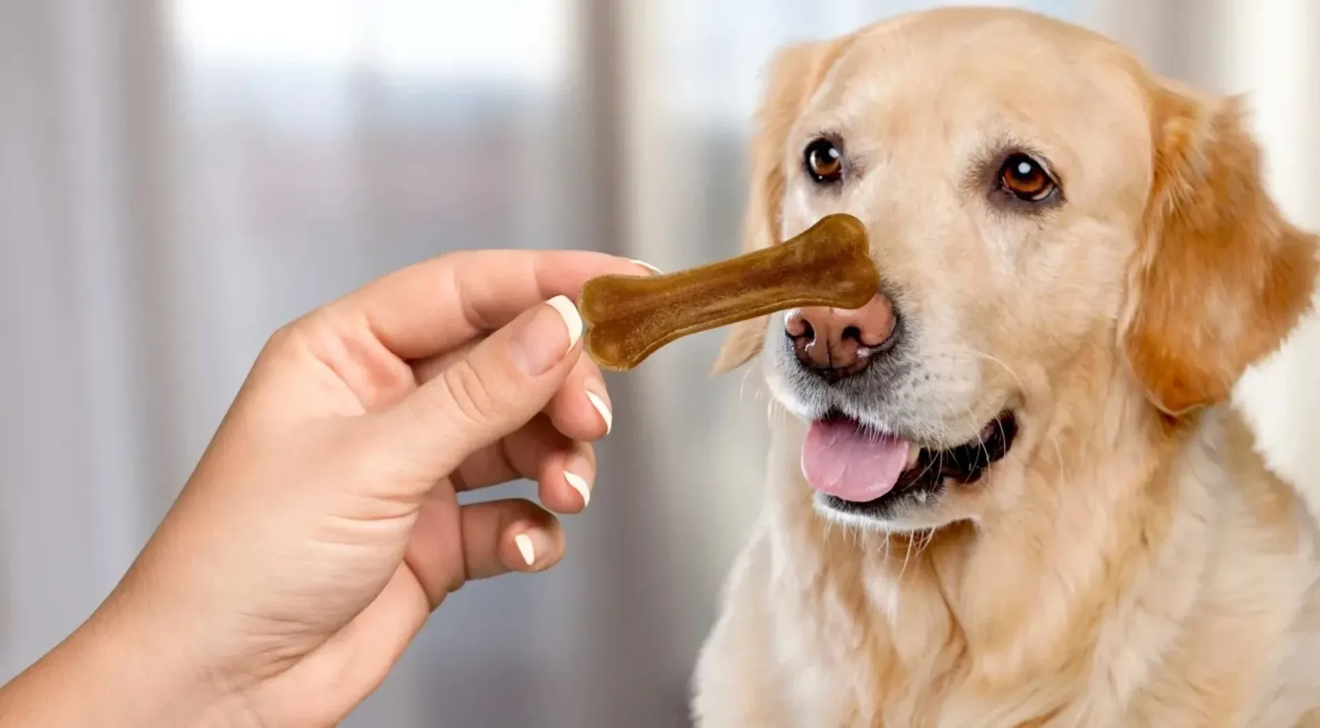 A closer look at Summer Snack Ideas For Dogs