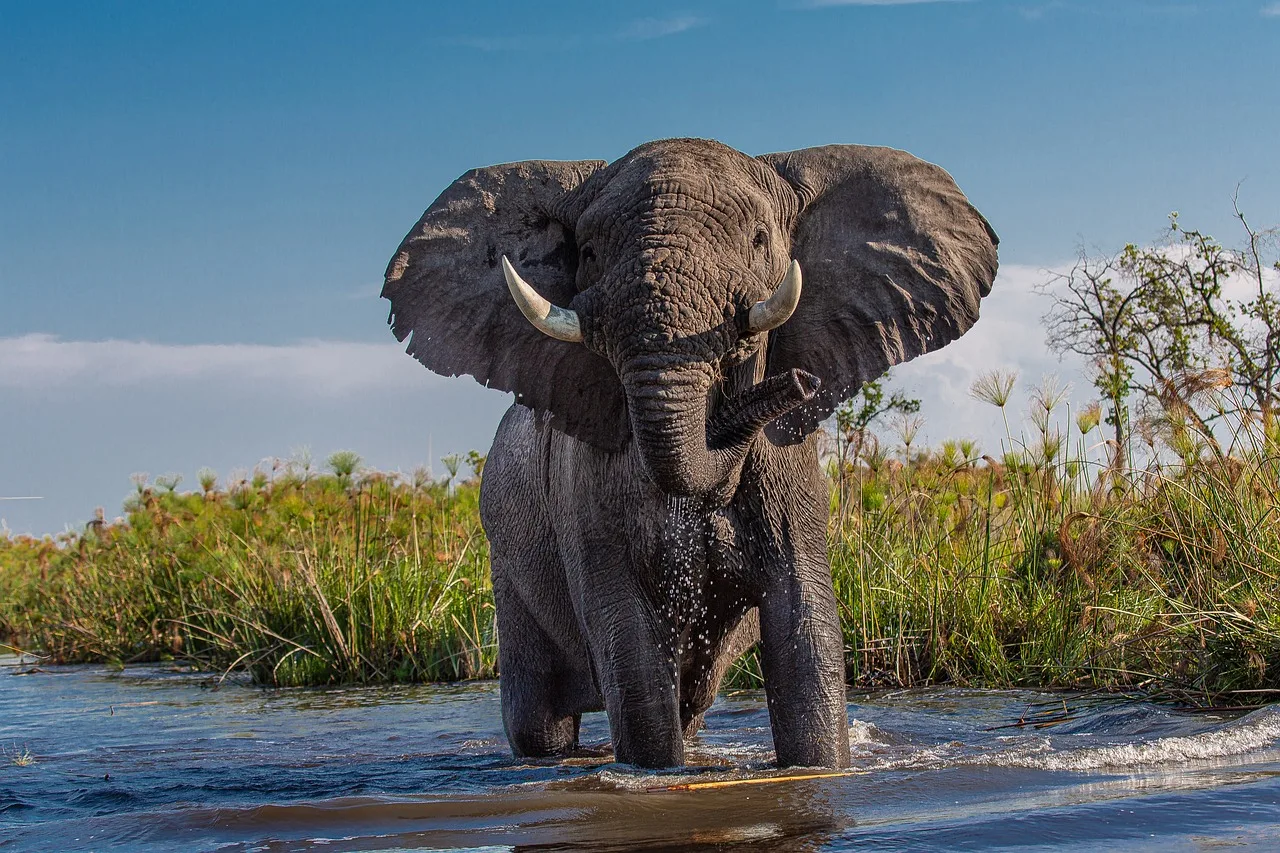 The best travel destinations for wildlife lovers