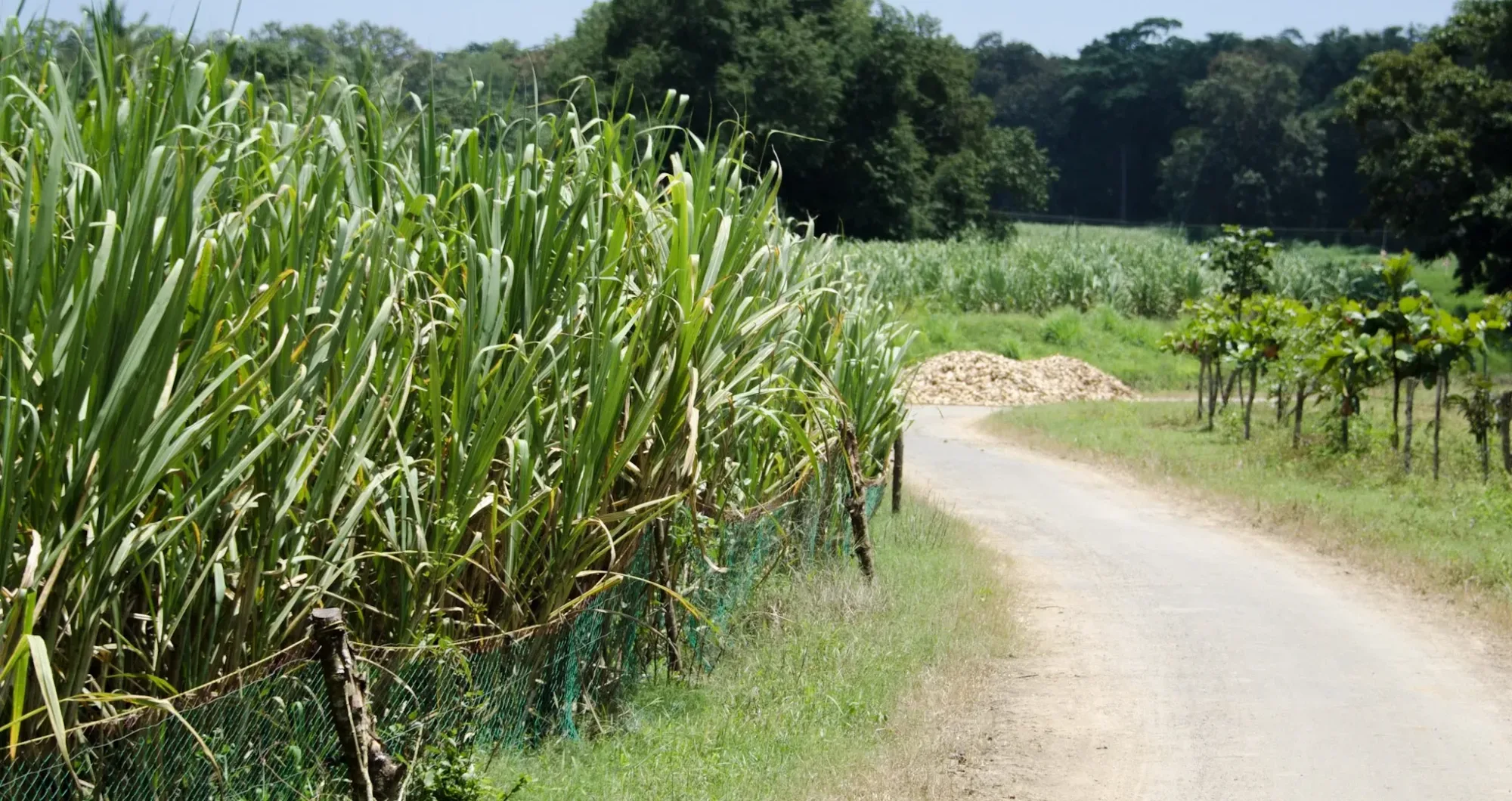 Sugarcane: A potential key player in the fight against plastic pollution