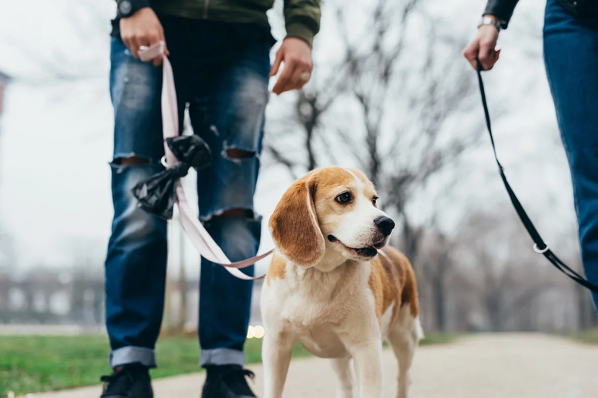 Dog in Stylish