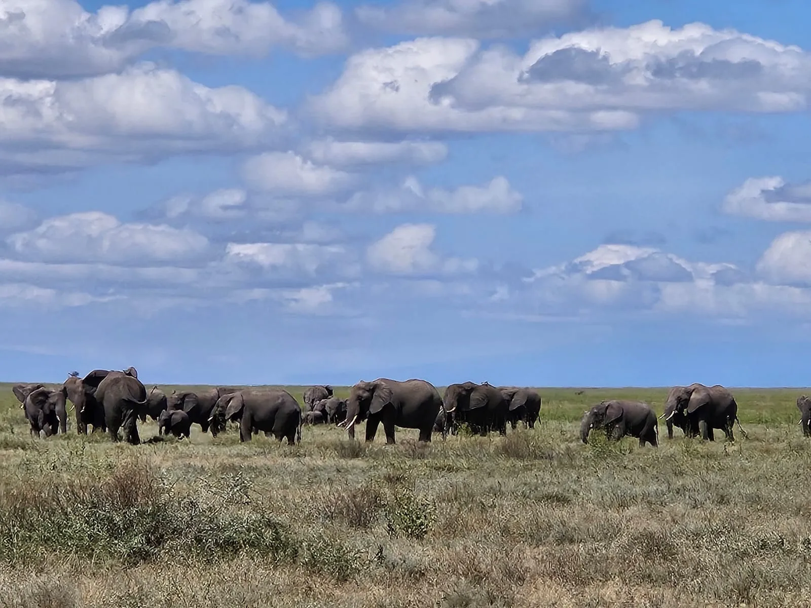 Discover Africa: Elephants in Uganda, gorillas in Rwanda & the magic of ...