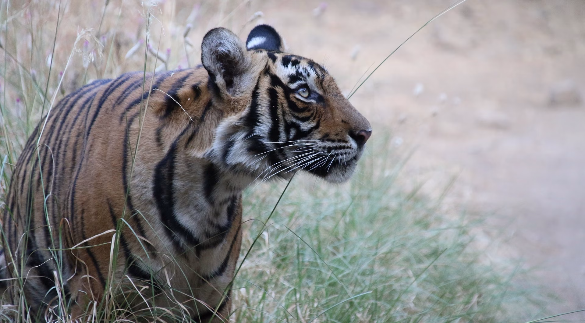The best destinations for luxury wildlife safaris