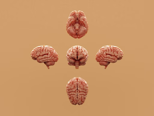 How Your Nervous System
