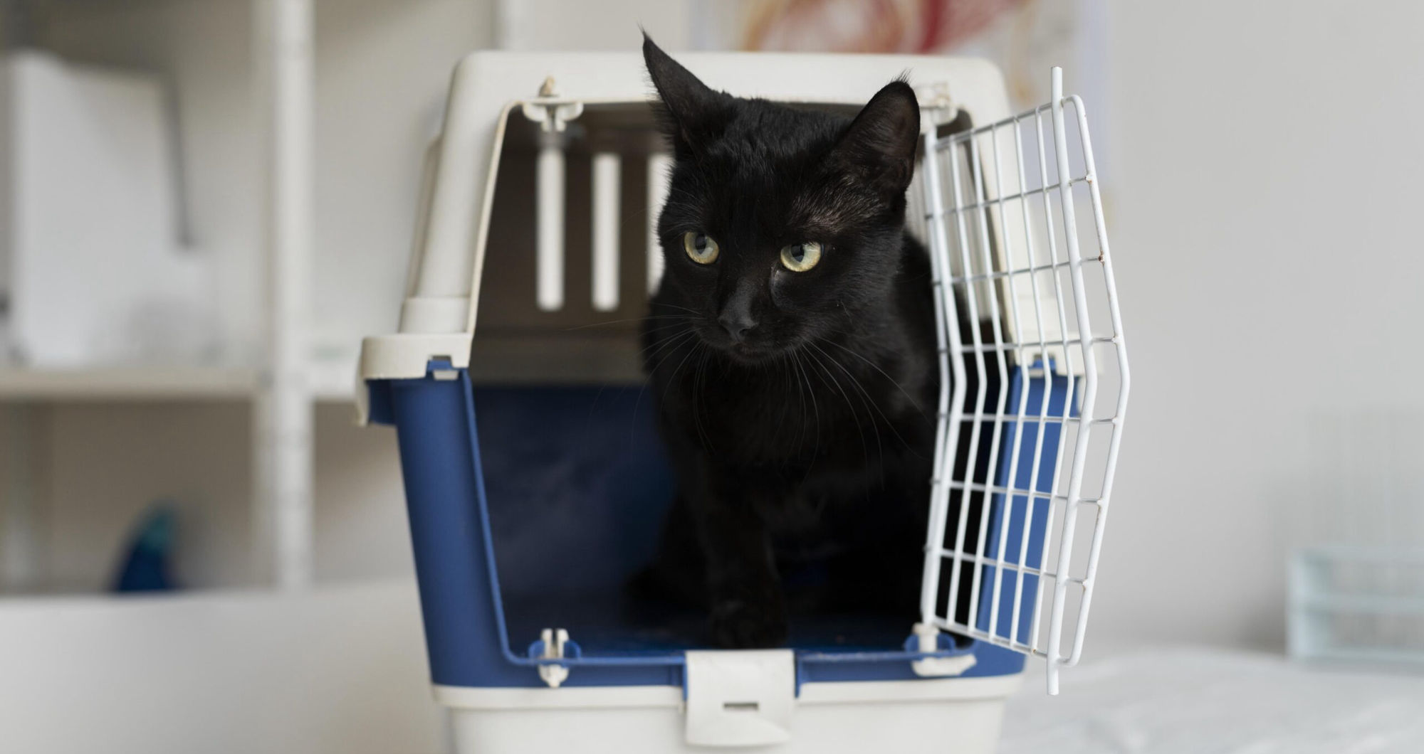 Are stainless steel litter boxes better than plastic? The truth about hygiene & the ultimate upgrade