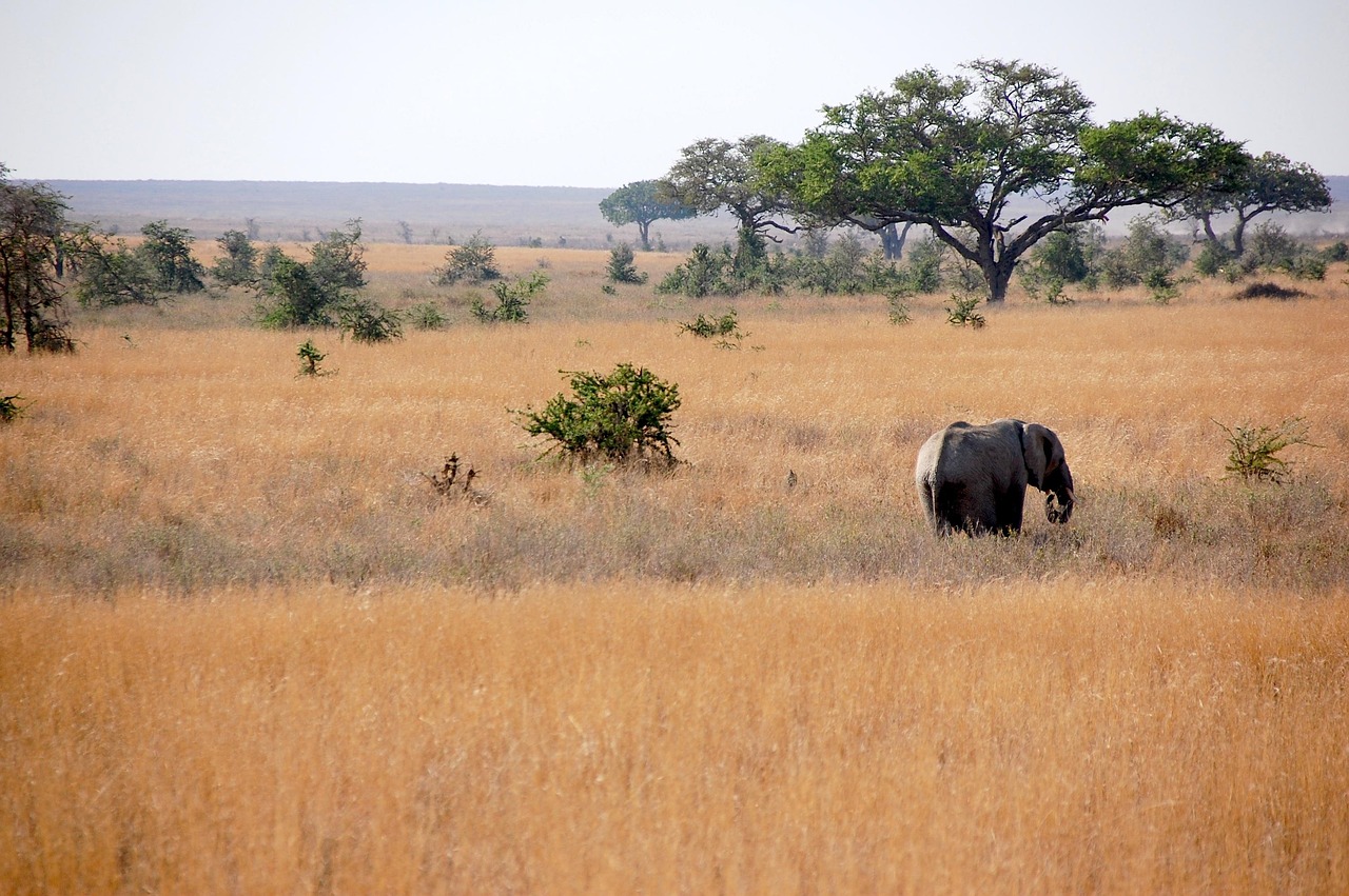 Tanzania offers a raw connection to the natural world. The vast plains of the Serengeti host the most impressive wildlife spectacles on earth.