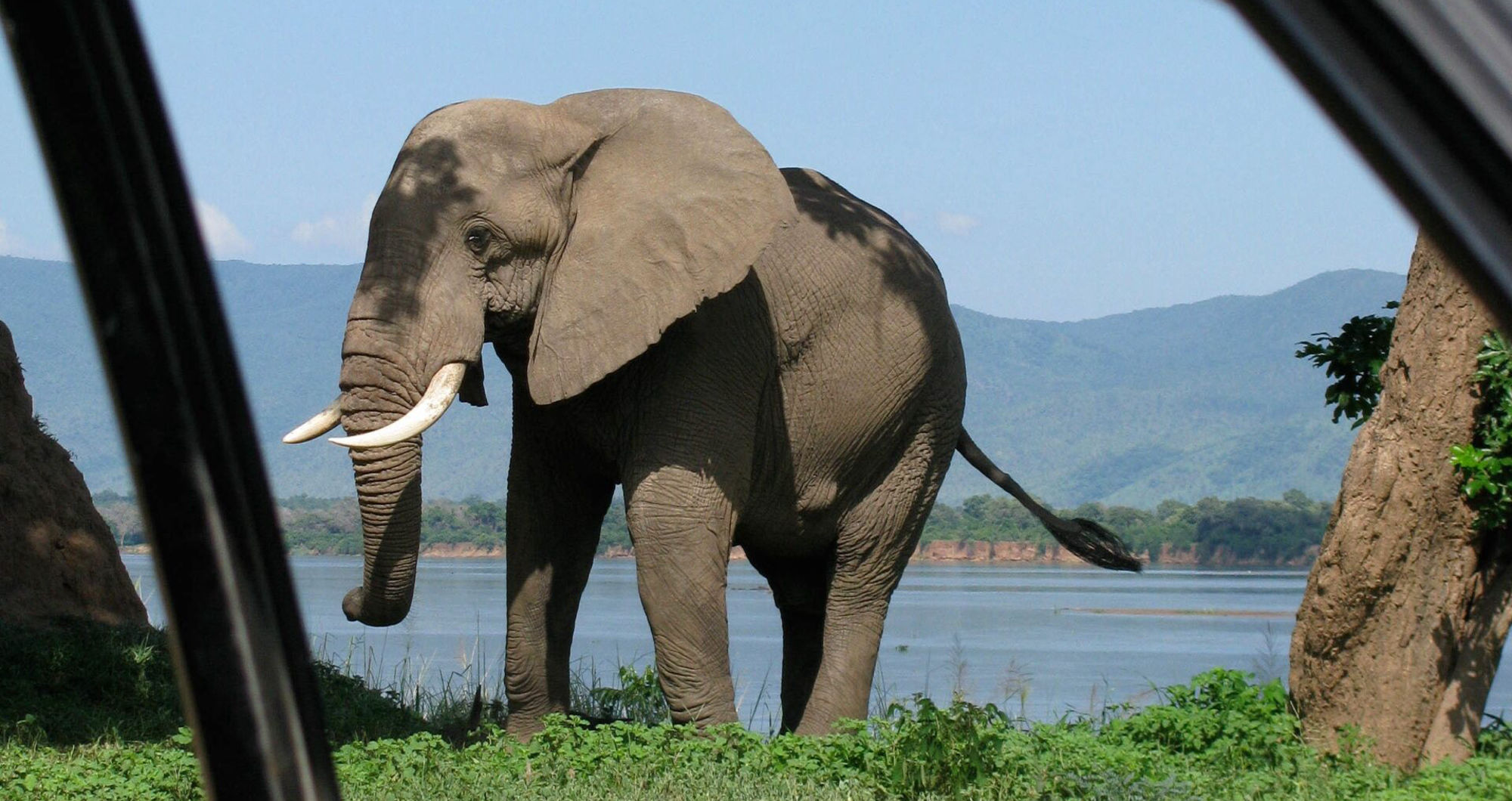 Gorilla trekking vs safari: Which East Africa experience is right for you?
