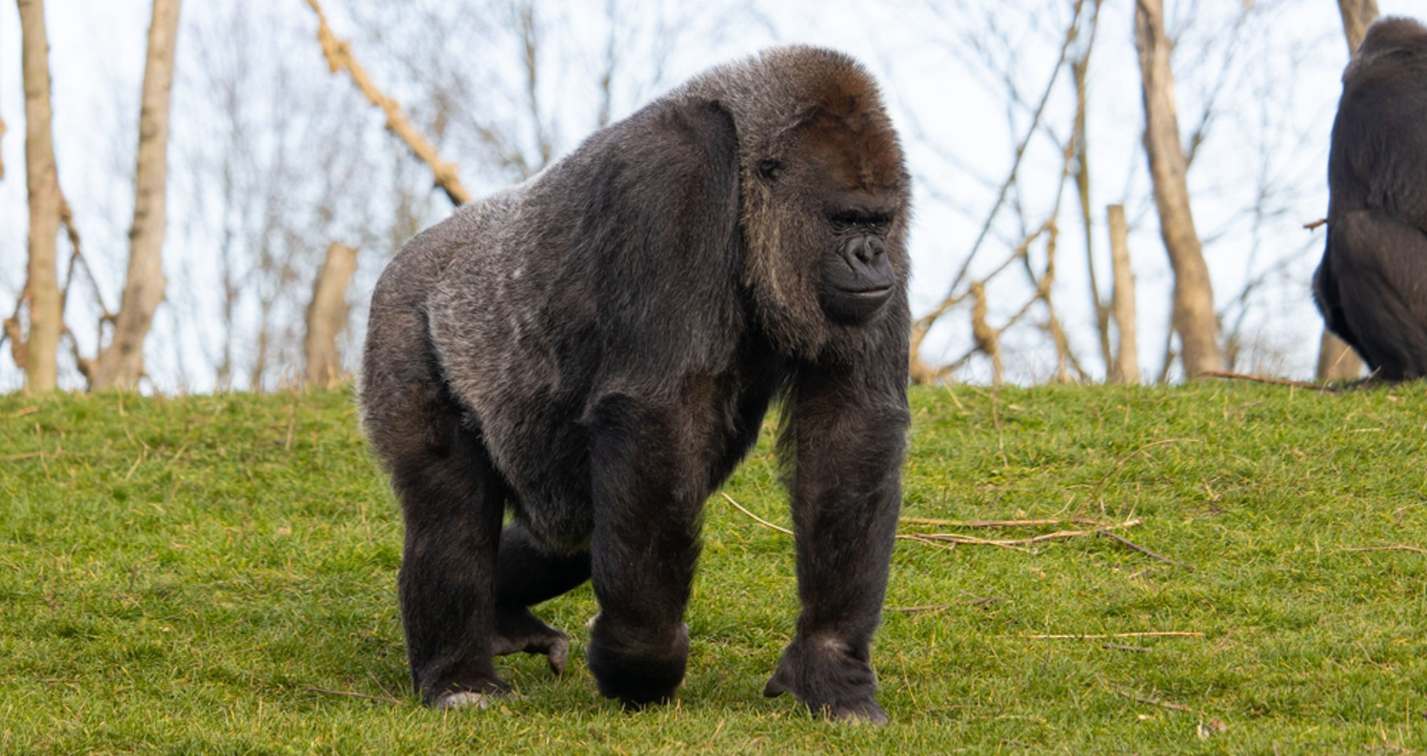 Gorilla trekking for elderly travellers in Rwanda: A complete guide to an unforgettable and accessible experience