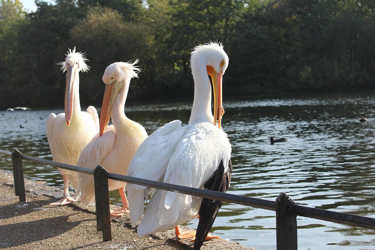 A group of pelicans standing near the water in a London park, surrounded by greenery and other water birds.