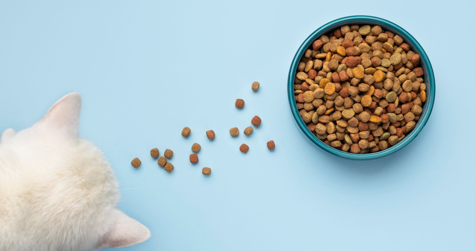 The rise of pet food delivery: What to look for when feeding your furry best friend