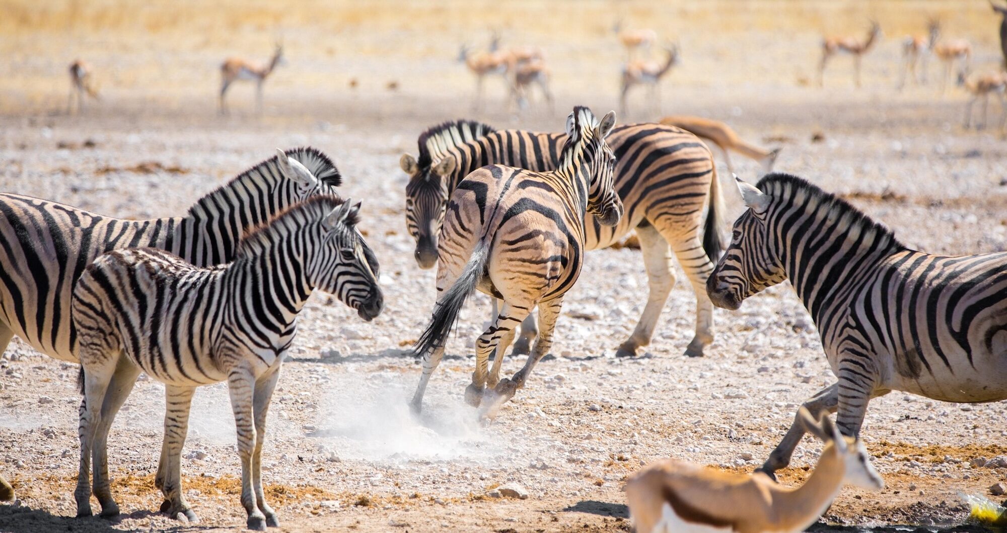 Extraordinary wildlife expeditions for nature lovers