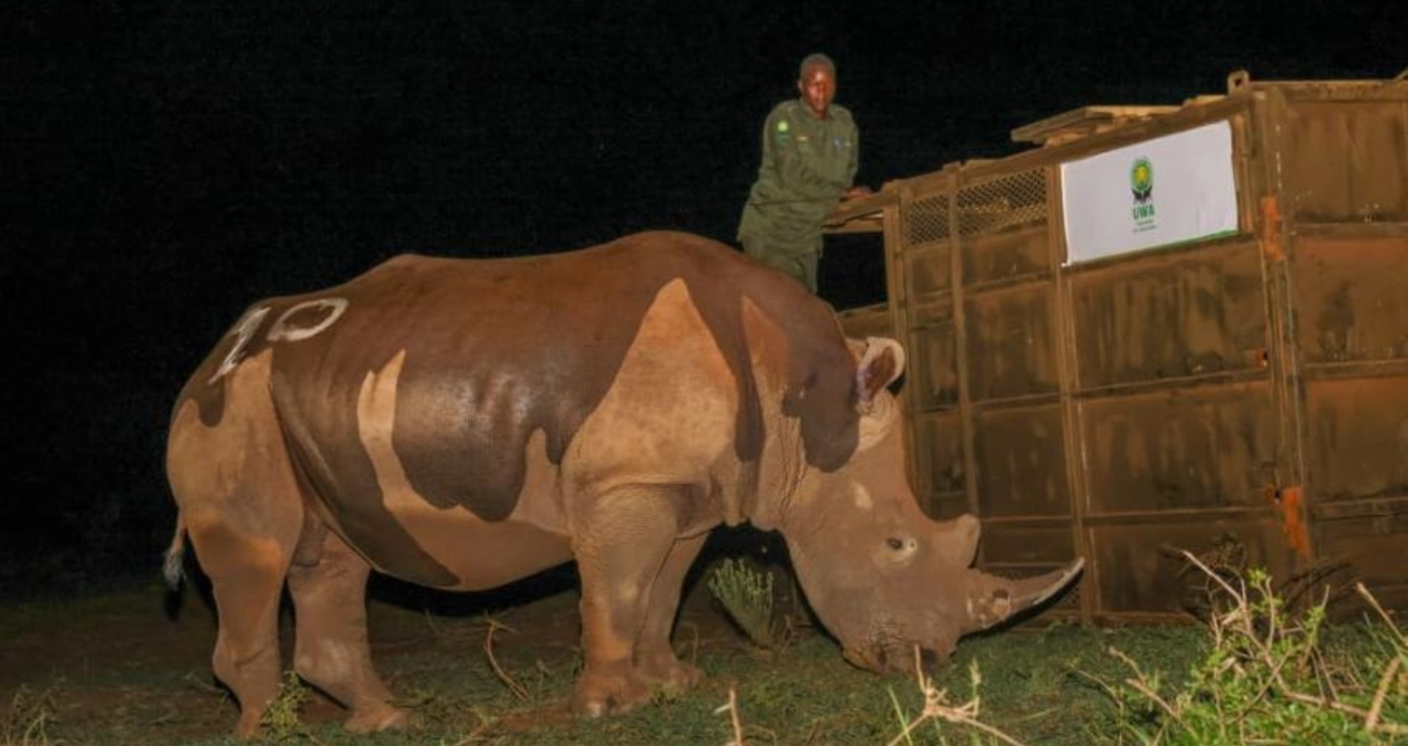 Rhinos reintroduced in Uganda’s Kidepo Park