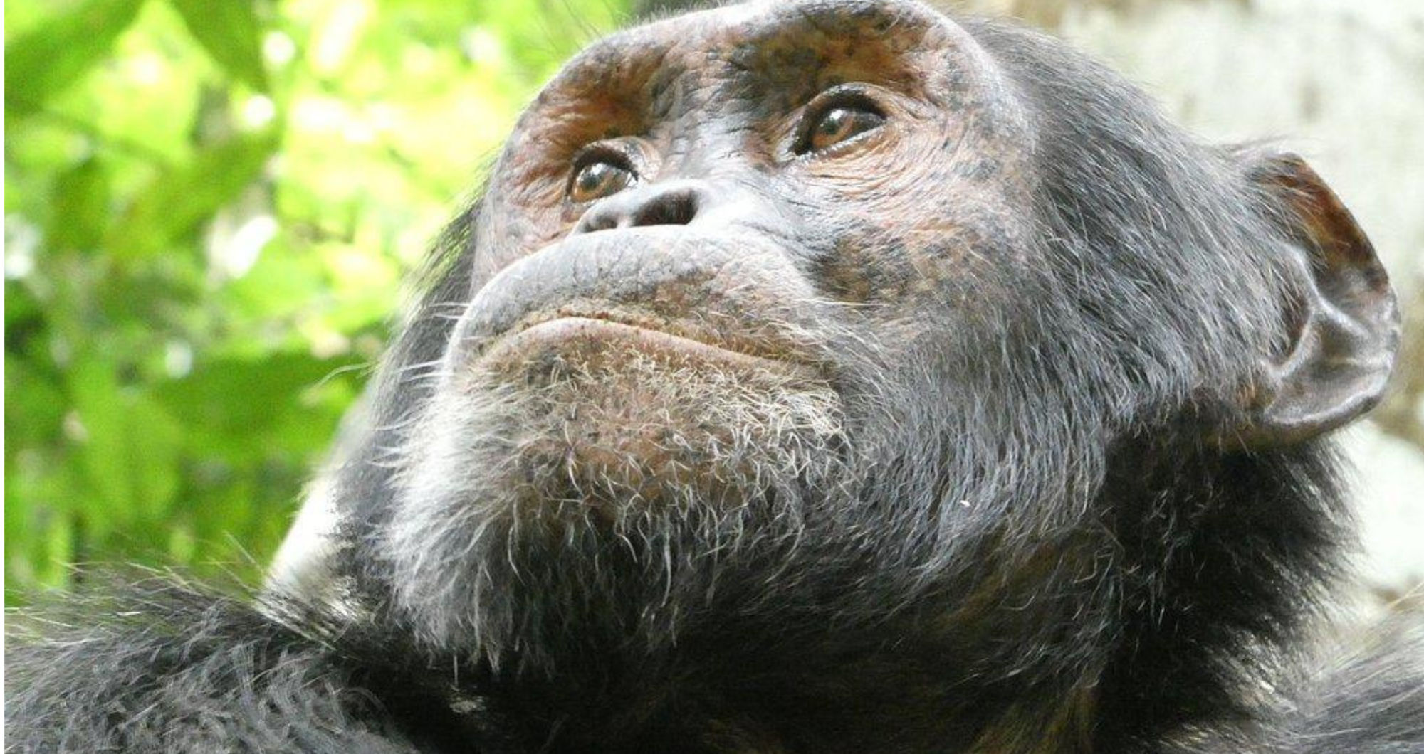Chimpanzee group split leads to deadly fighting in Kibale Forest