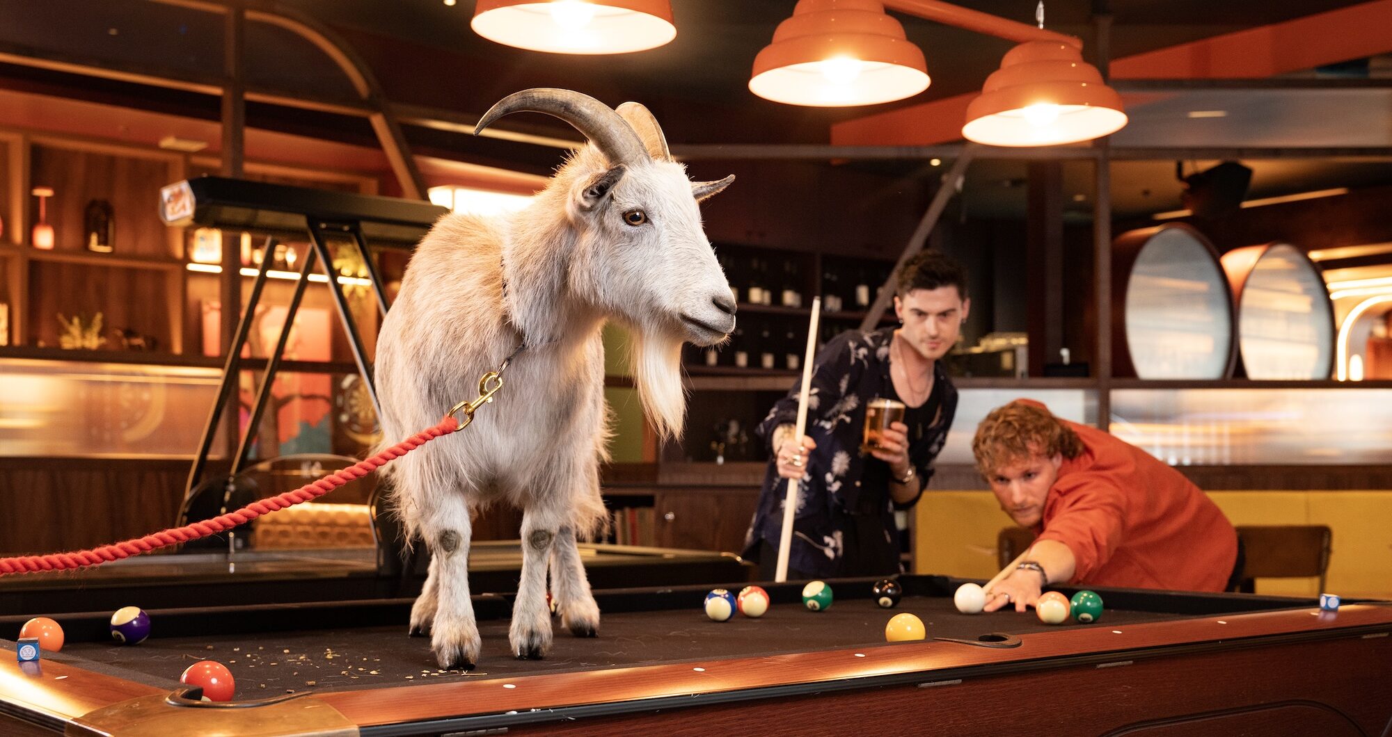Goat Check In Kidding around: 1 in 10 Brits admit taking animals on nights out as ...
