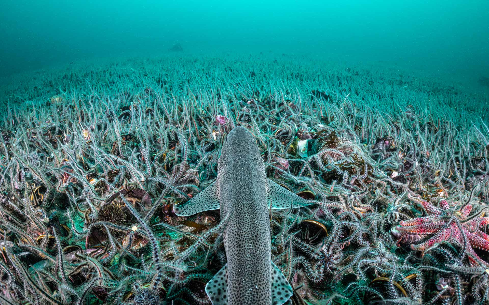 Blue Marine launches first ever Ocean Hub event at London Climate Action Week 2026