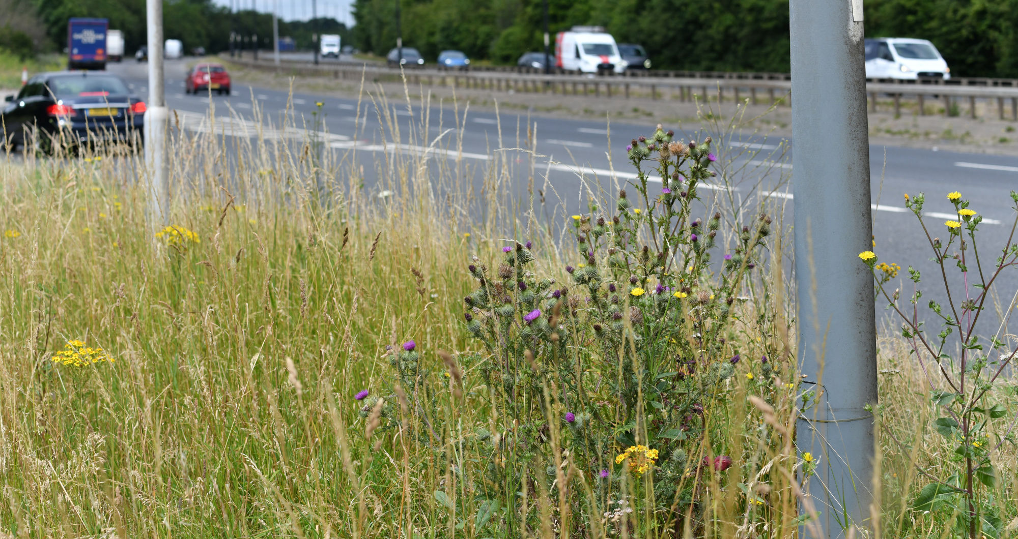 Transport for London’s wildflower verges continue to blossom