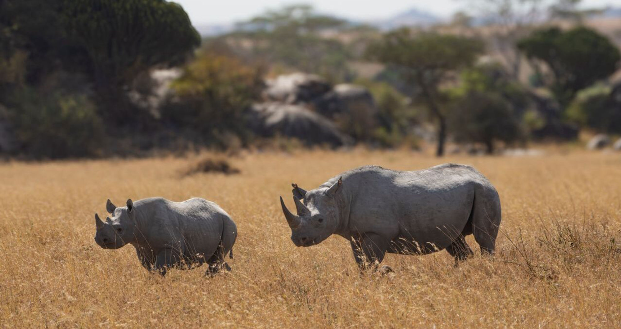 The ghost in the thorns: Why more UK travellers are discovering Rhino tracking in Northern Kenya