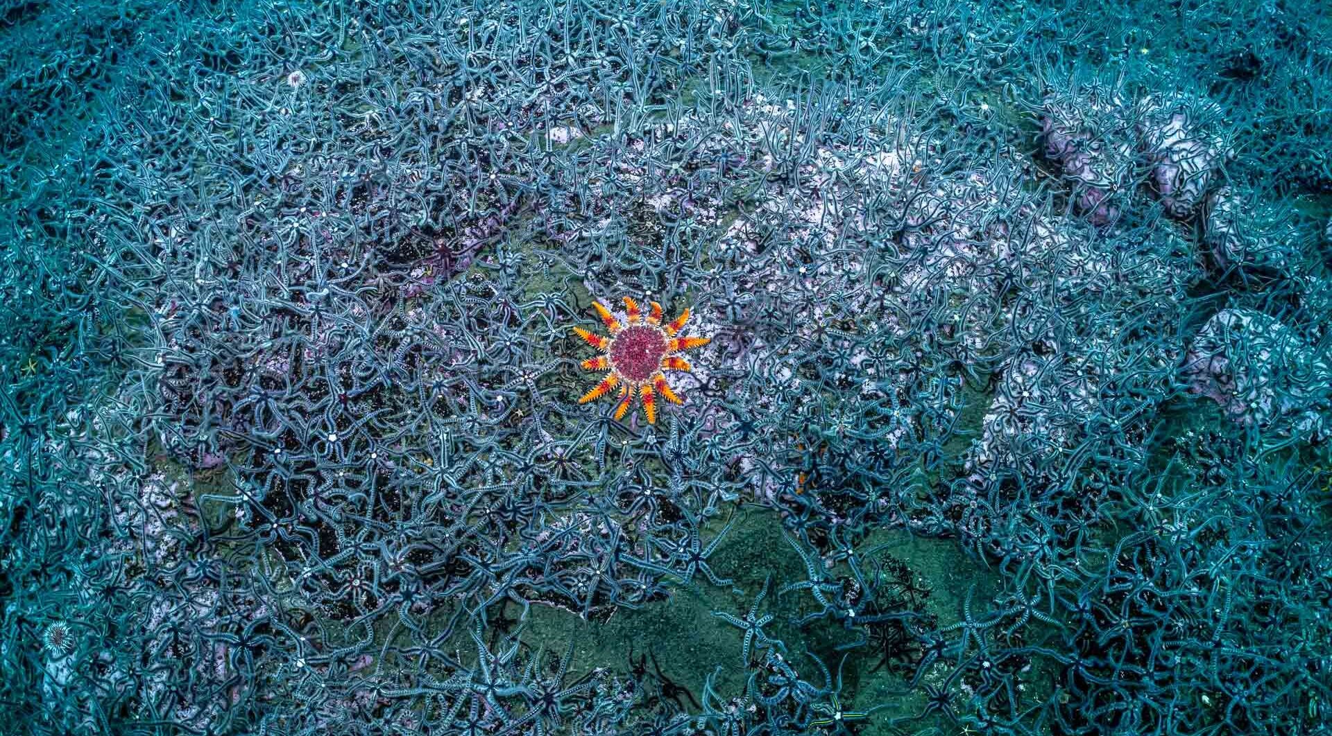 First-ever Ocean Hub launches at London Climate Action Week 2026