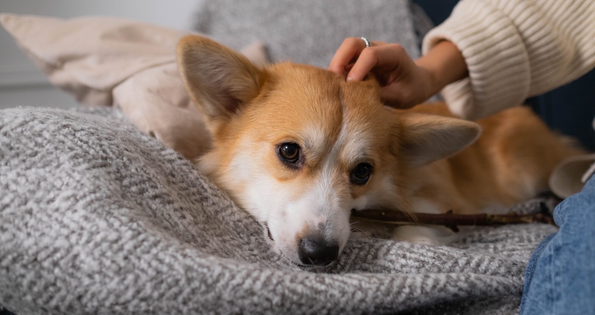 Ruby’s Law MP drop-in: Helping protect pets and support human victims of domestic abuse