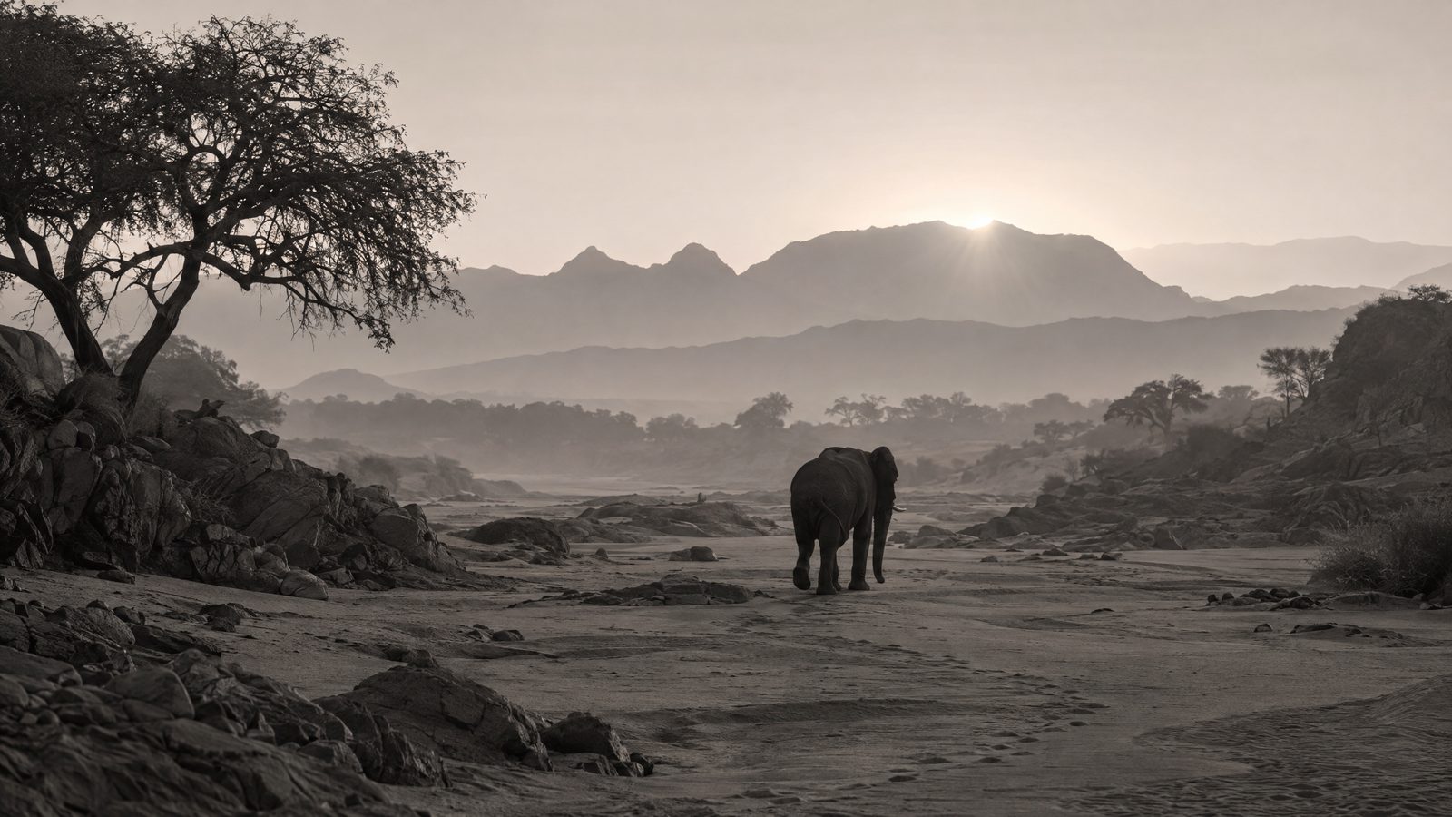 Elephant photograph and young beetle image lead wildlife photography awards